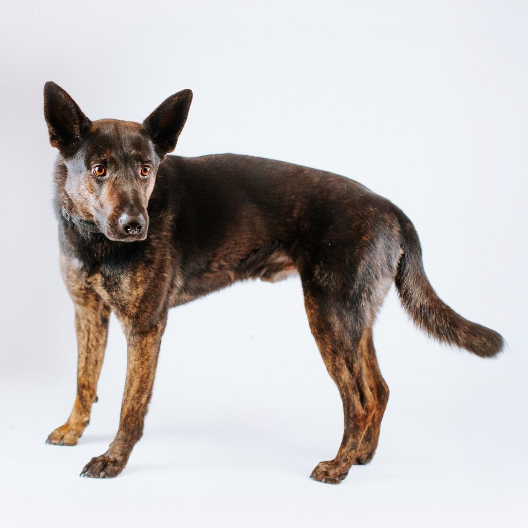 Rico, Adoptable, Adult Male Dutch Shepherd & Mixed Breed.