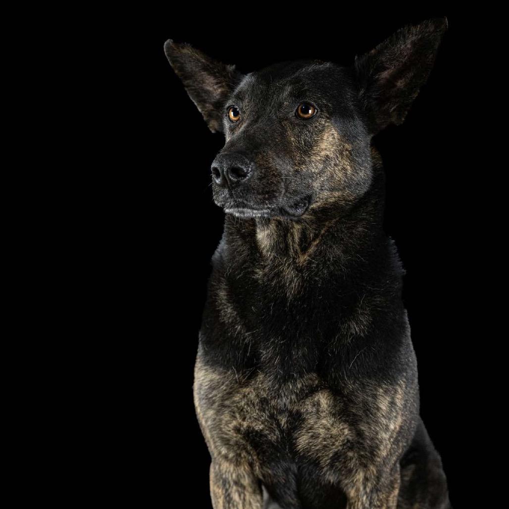 Enlarge Rico, a Adoptable mixed breed in Northbrook, IL image 2/4