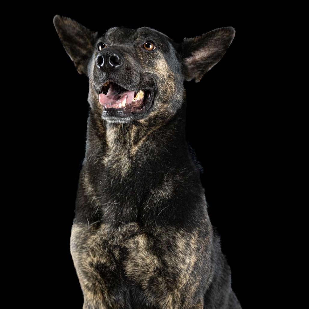 Enlarge Rico, a Adoptable mixed breed in Northbrook, IL image 3/4