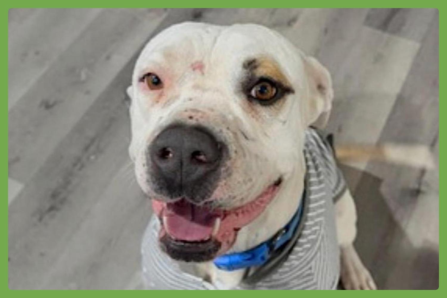 Theodore — thumbnail 2