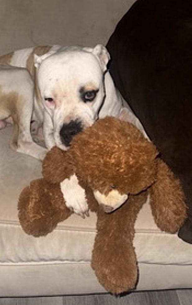 Theodore — thumbnail 3