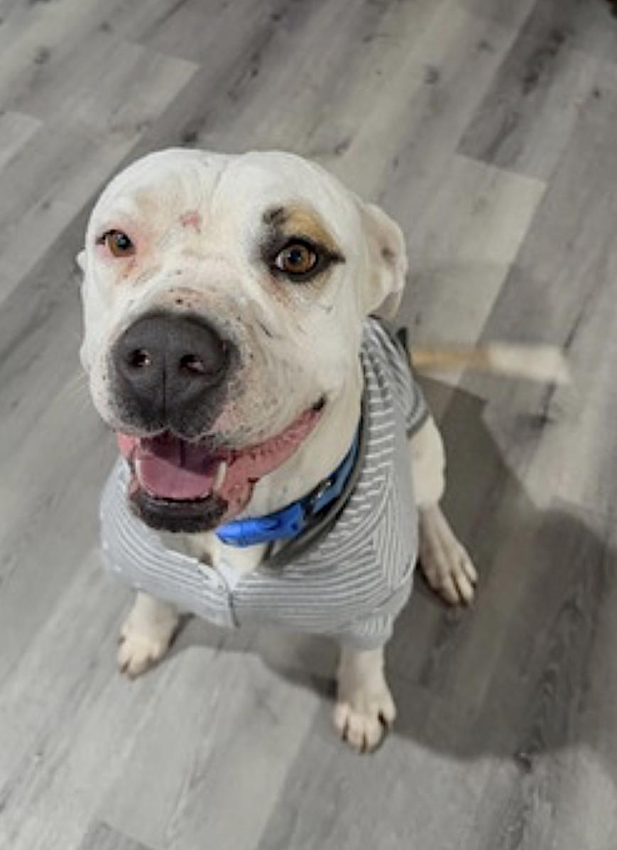 Theodore — thumbnail 4