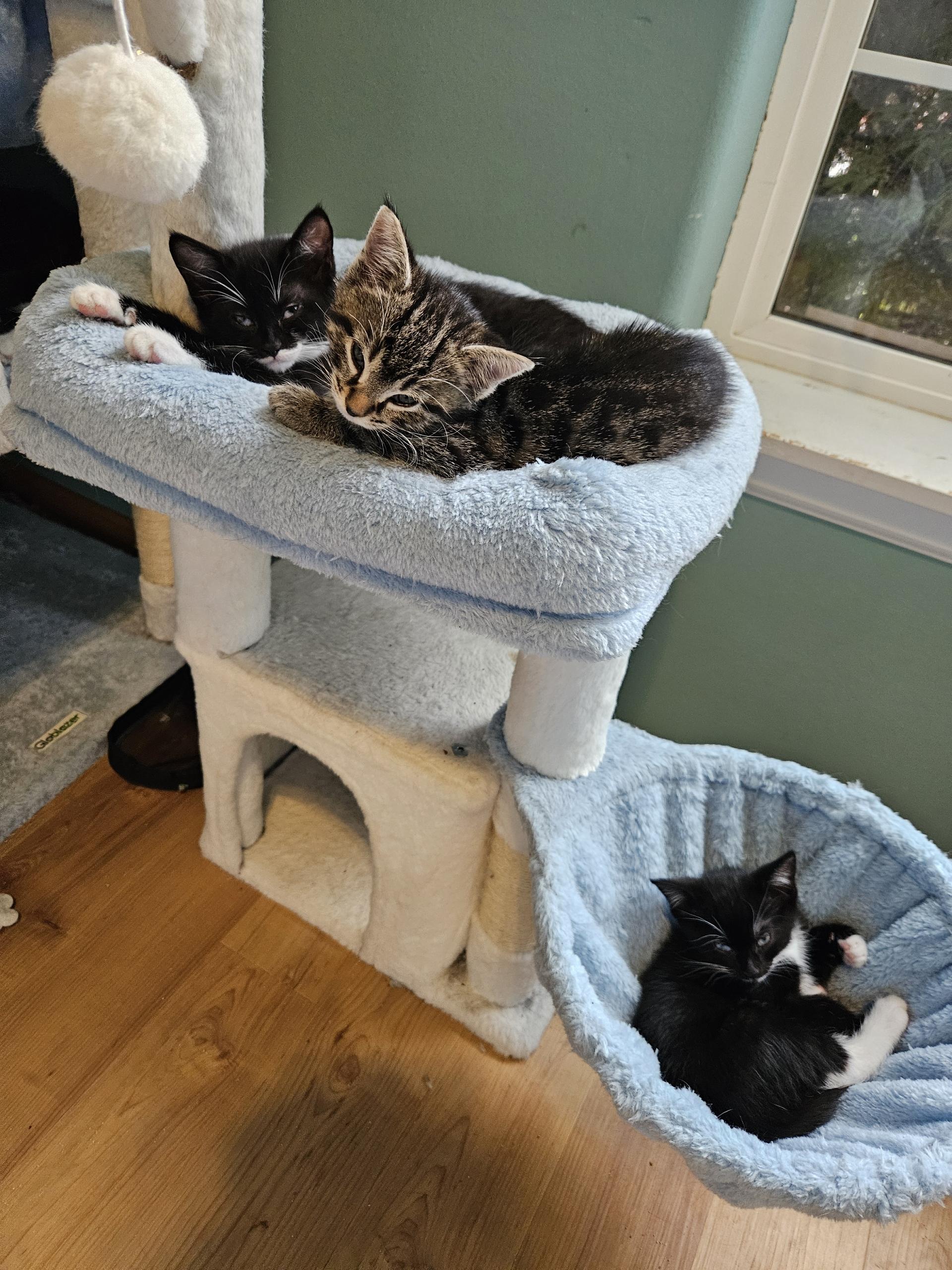 Faith, a Adoptable Domestic Short Hair in Springfield, OR image 2/4