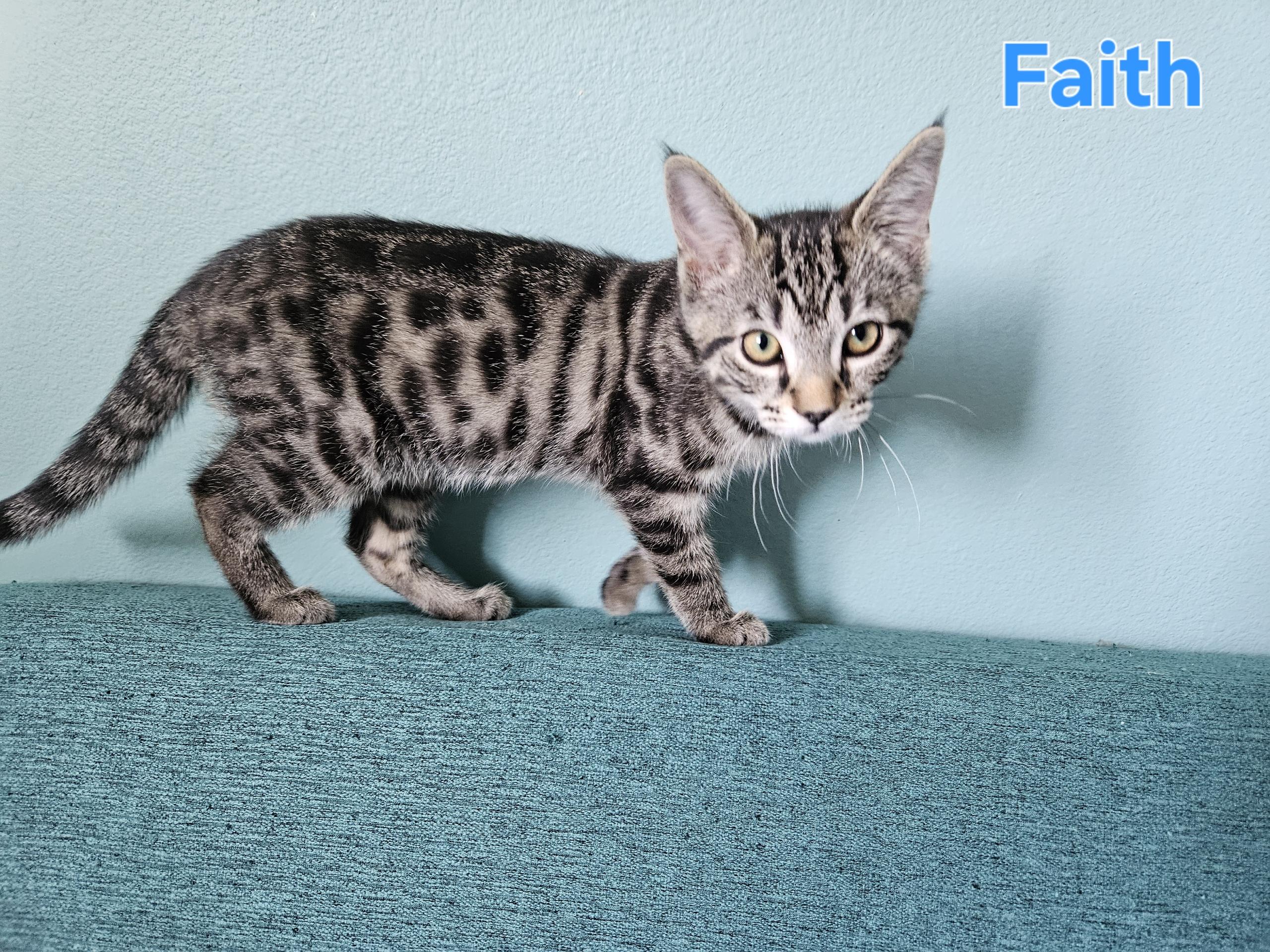 Faith, Adoptable, Kitten Female Domestic Short Hair.
