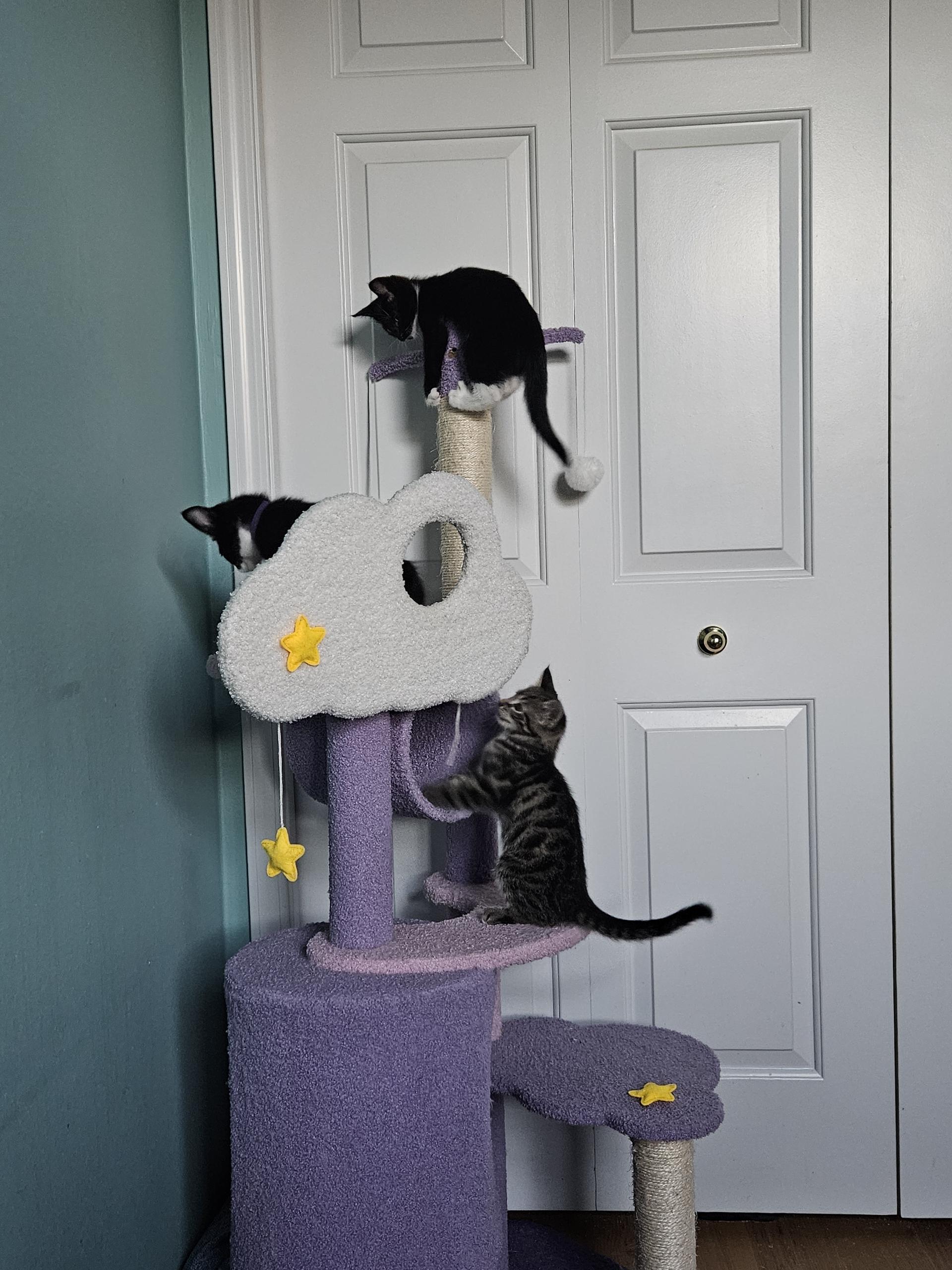 Faith, a Adoptable Domestic Short Hair in Springfield, OR image 3/4