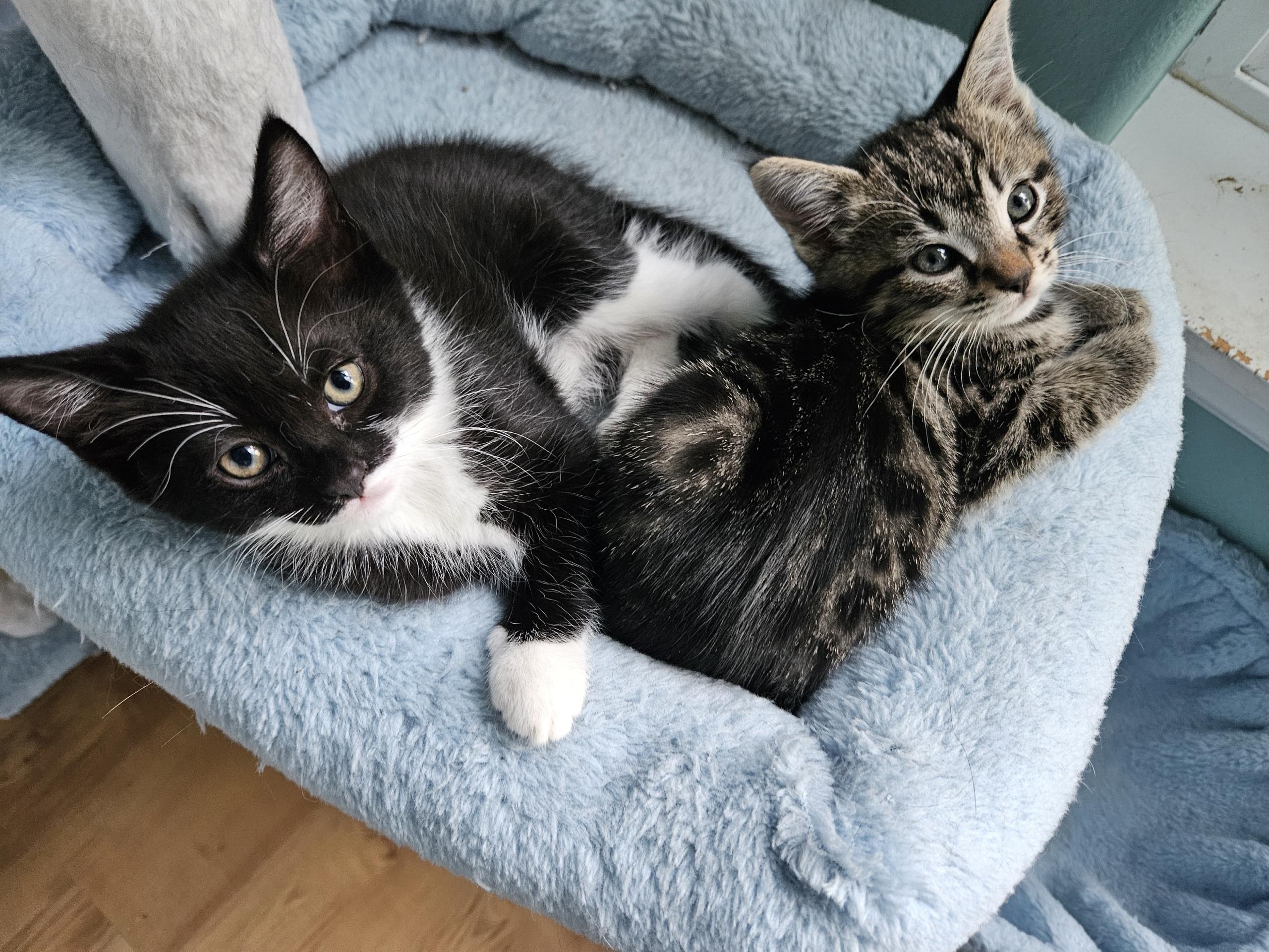 Faith, a Adoptable Domestic Short Hair in Springfield, OR image 4/4