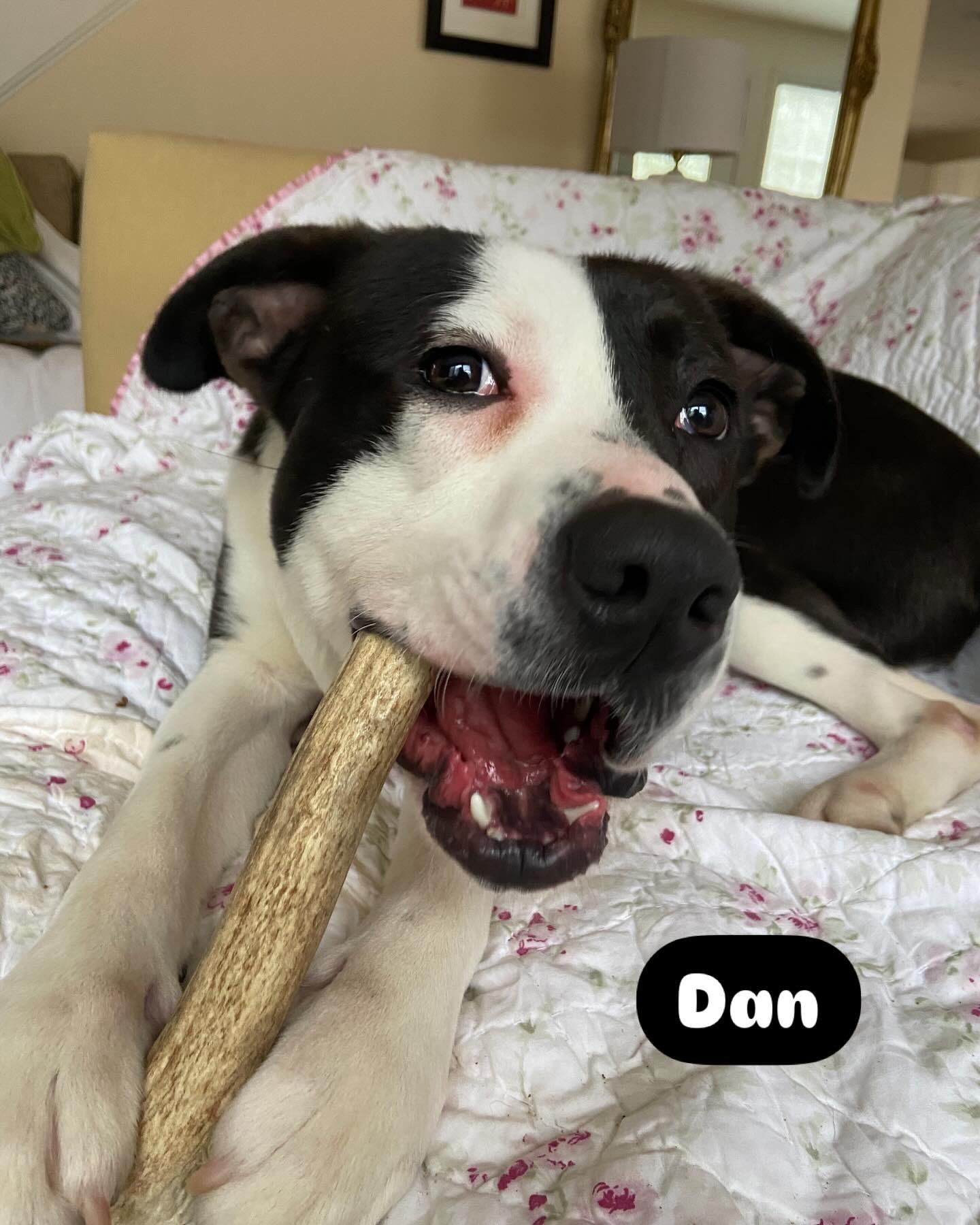 Dan, a Adoptable mixed breed in Oak Bluffs, MA image 3/6