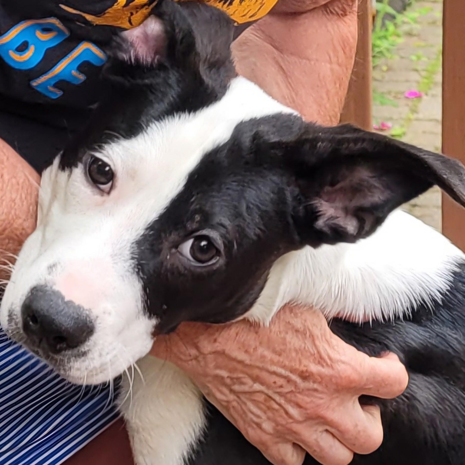 Dan, a Adoptable mixed breed in Oak Bluffs, MA image 5/6