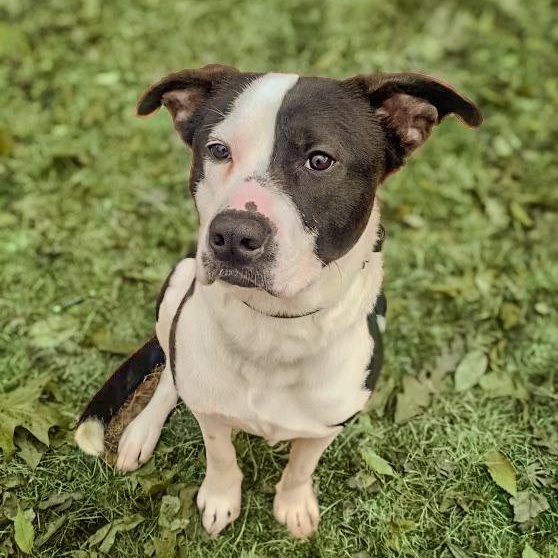 Dan, a Adoptable mixed breed in Oak Bluffs, MA image 2/6