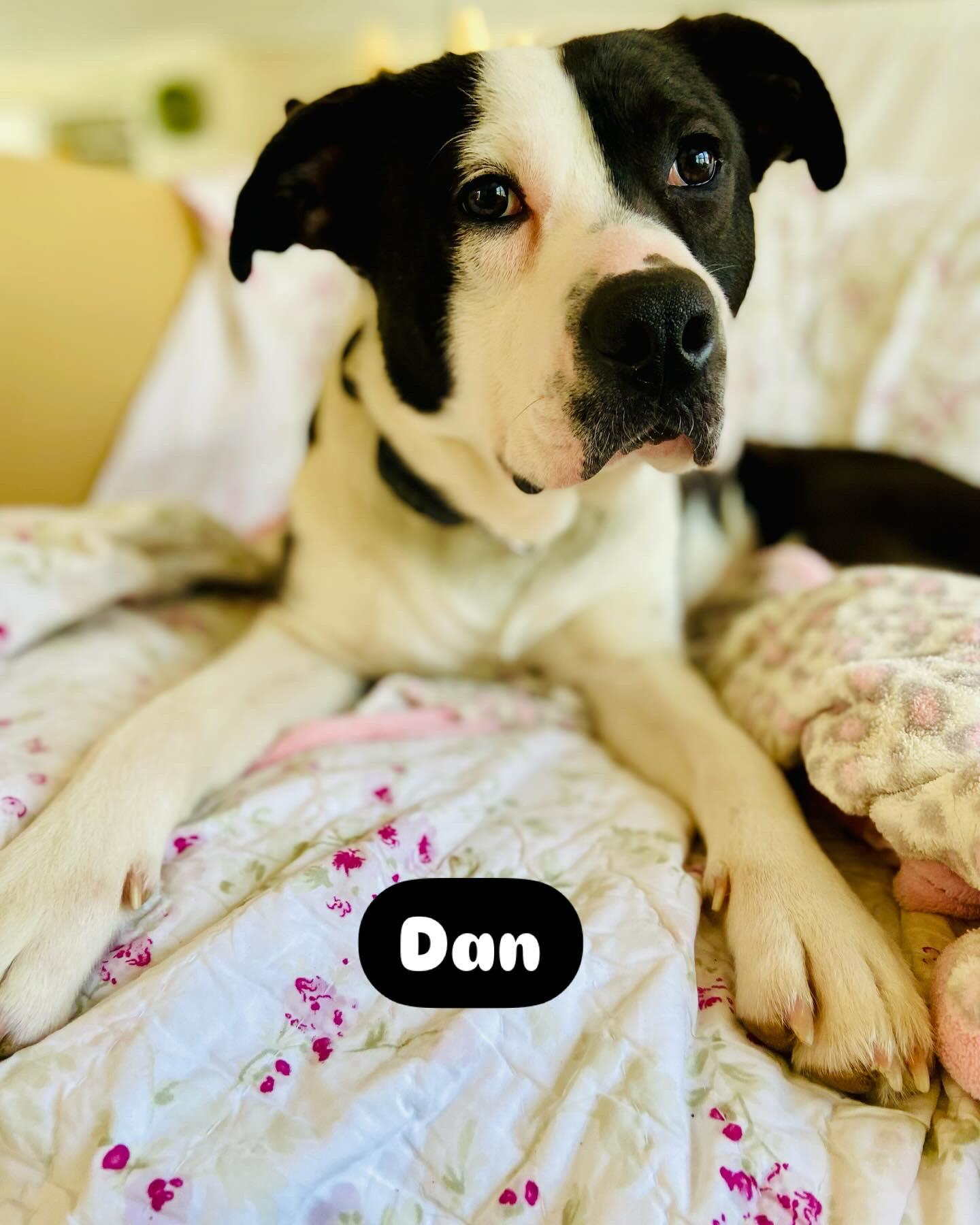 Dan, Adoptable, Young Male Boxer.