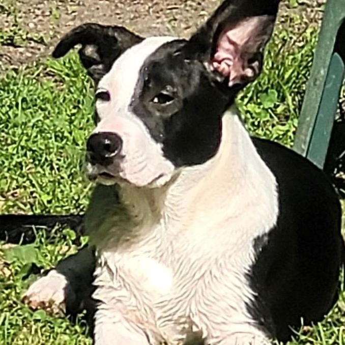 Dan, a Adoptable mixed breed in Oak Bluffs, MA image 4/6