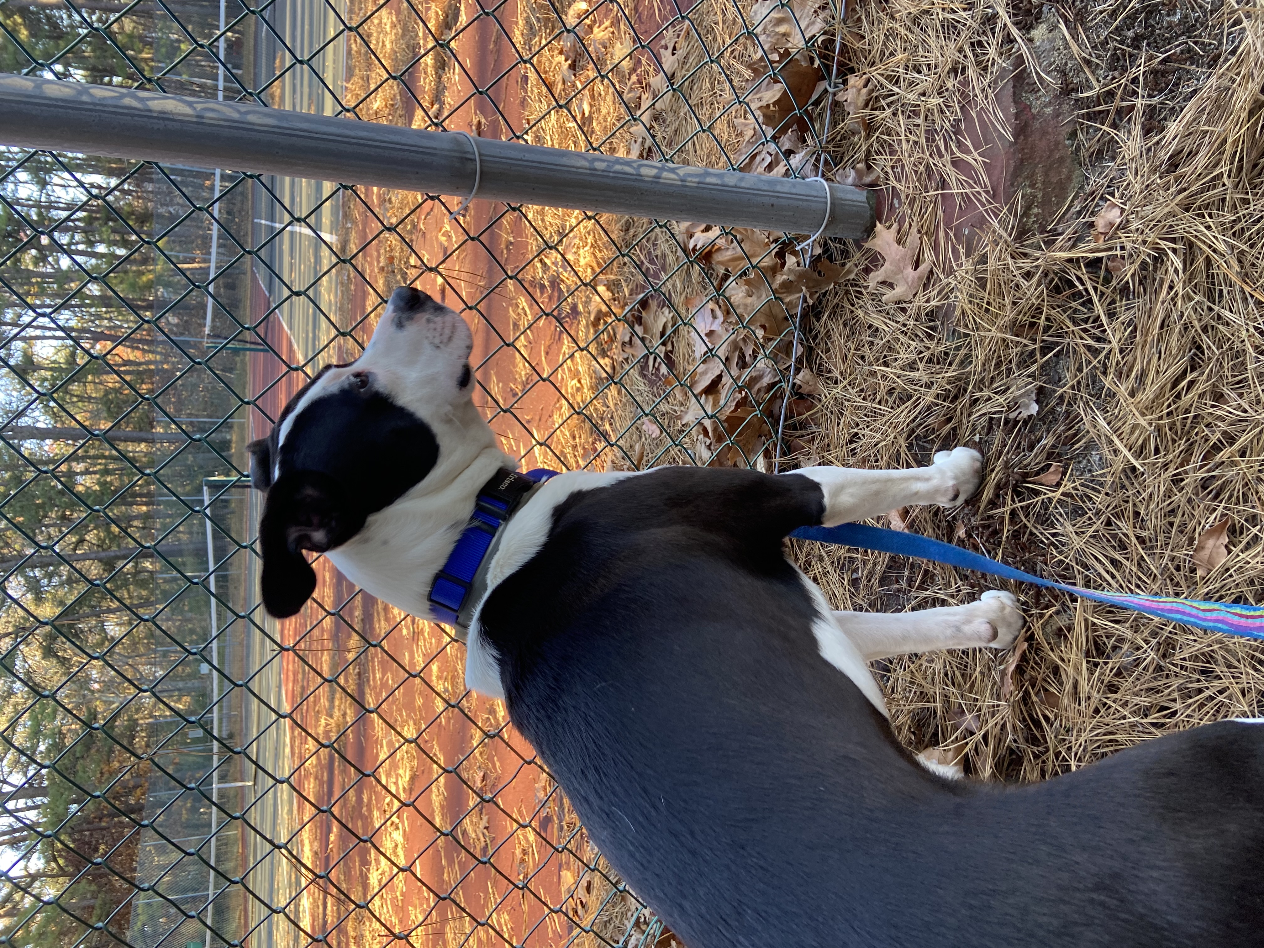 Dan, a Adoptable mixed breed in Oak Bluffs, MA image 6/6
