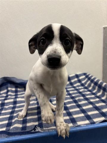 Enlarge VICKY, a Adoptable mixed breed in Panama City, FL image 1/2