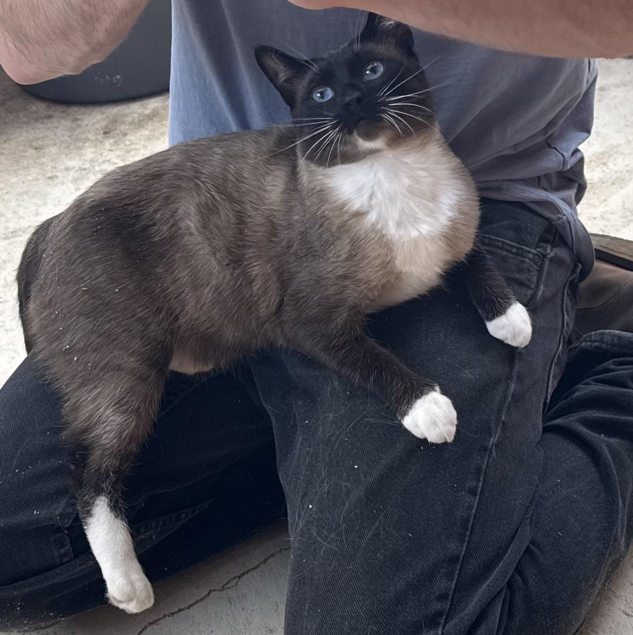 Enlarge Jonny Boy, a Adoptable Siamese in Petaluma, CA image 4/4