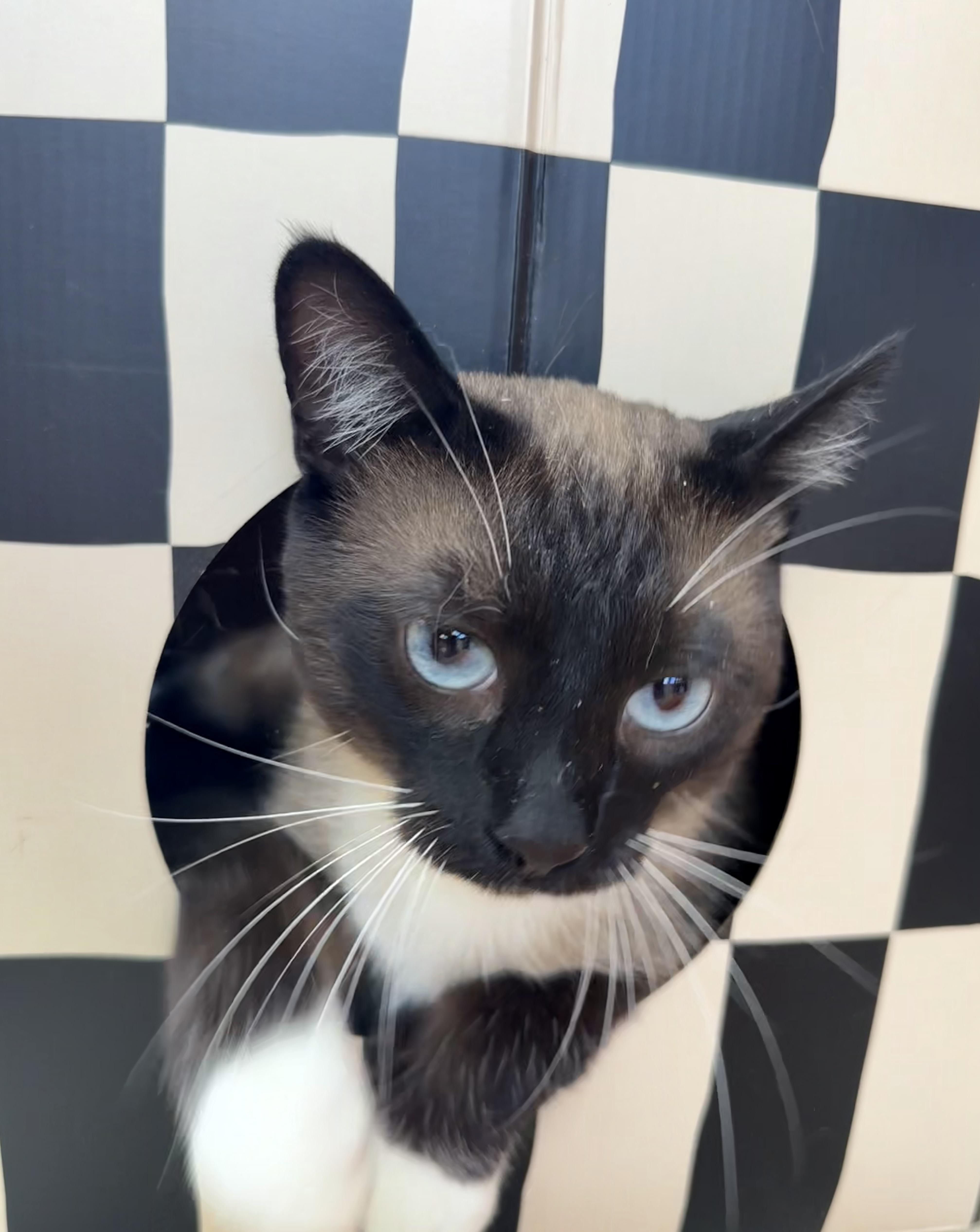Enlarge Jonny Boy, a Adoptable Siamese in Petaluma, CA image 3/4