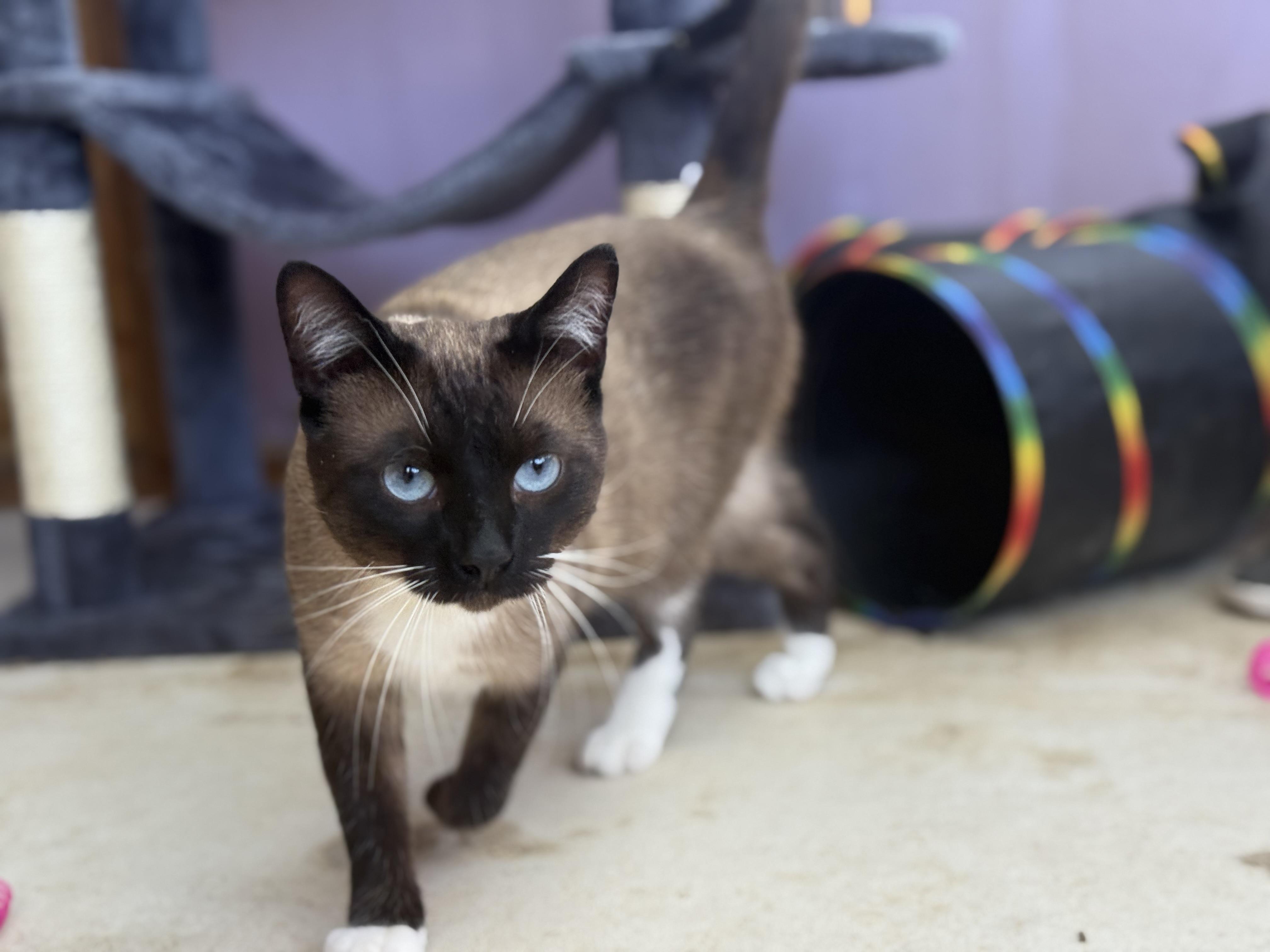 Enlarge Jonny Boy, a Adoptable Siamese in Petaluma, CA image 2/4