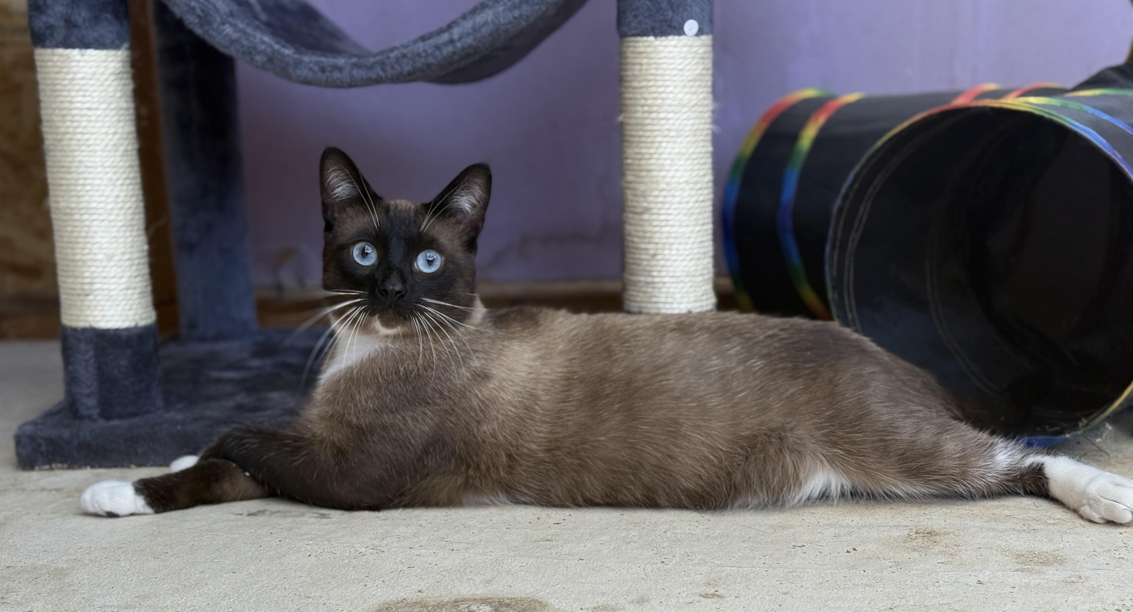 Enlarge Jonny Boy, a Adoptable Siamese in Petaluma, CA image 1/4