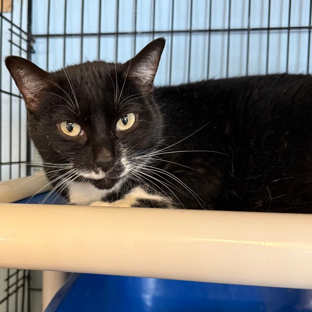 Enlarge Moon C26-011, a Adoptable Domestic Short Hair in Elbow Lake, MN image 2/3