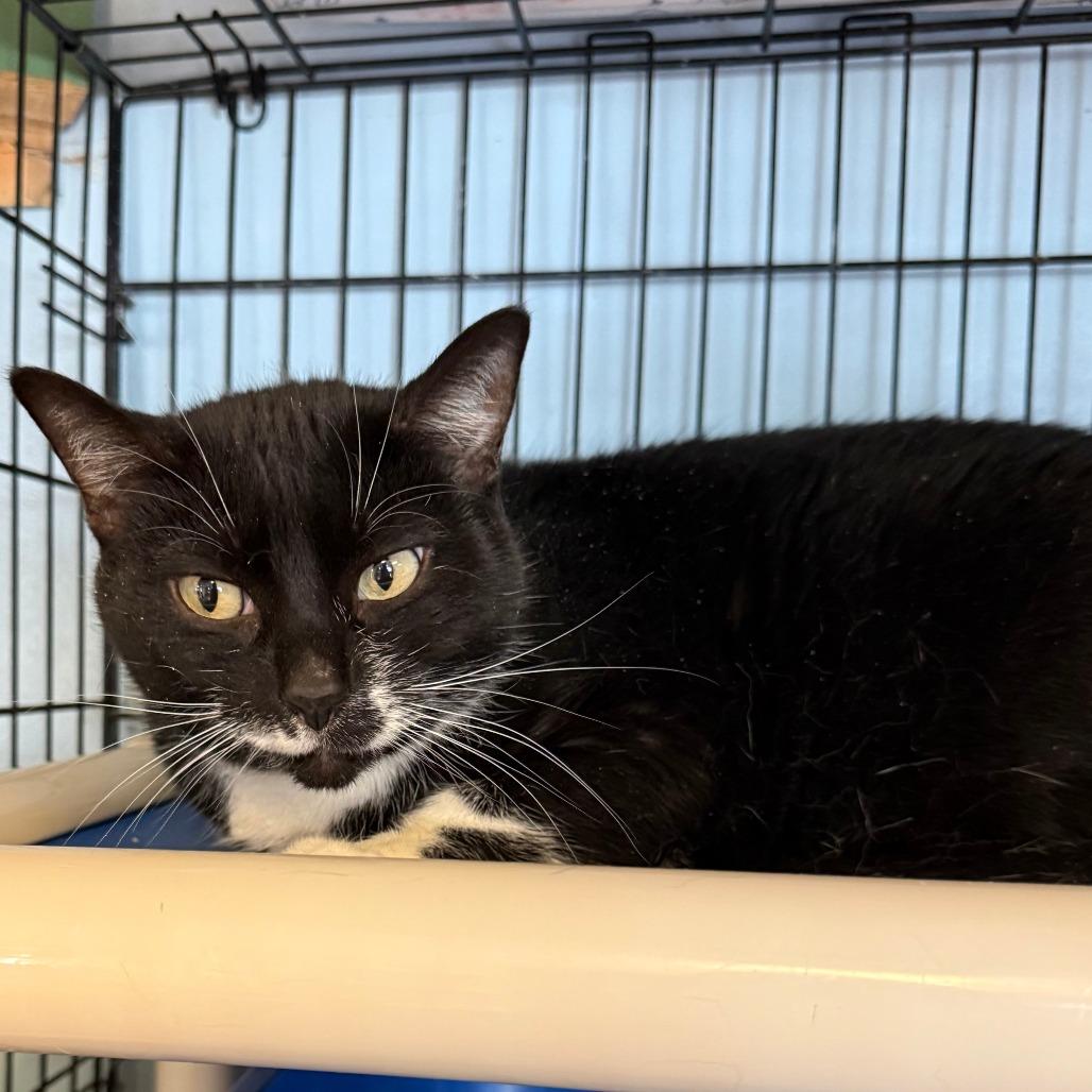Enlarge Moon C26-011, a Adoptable Domestic Short Hair in Elbow Lake, MN image 3/3
