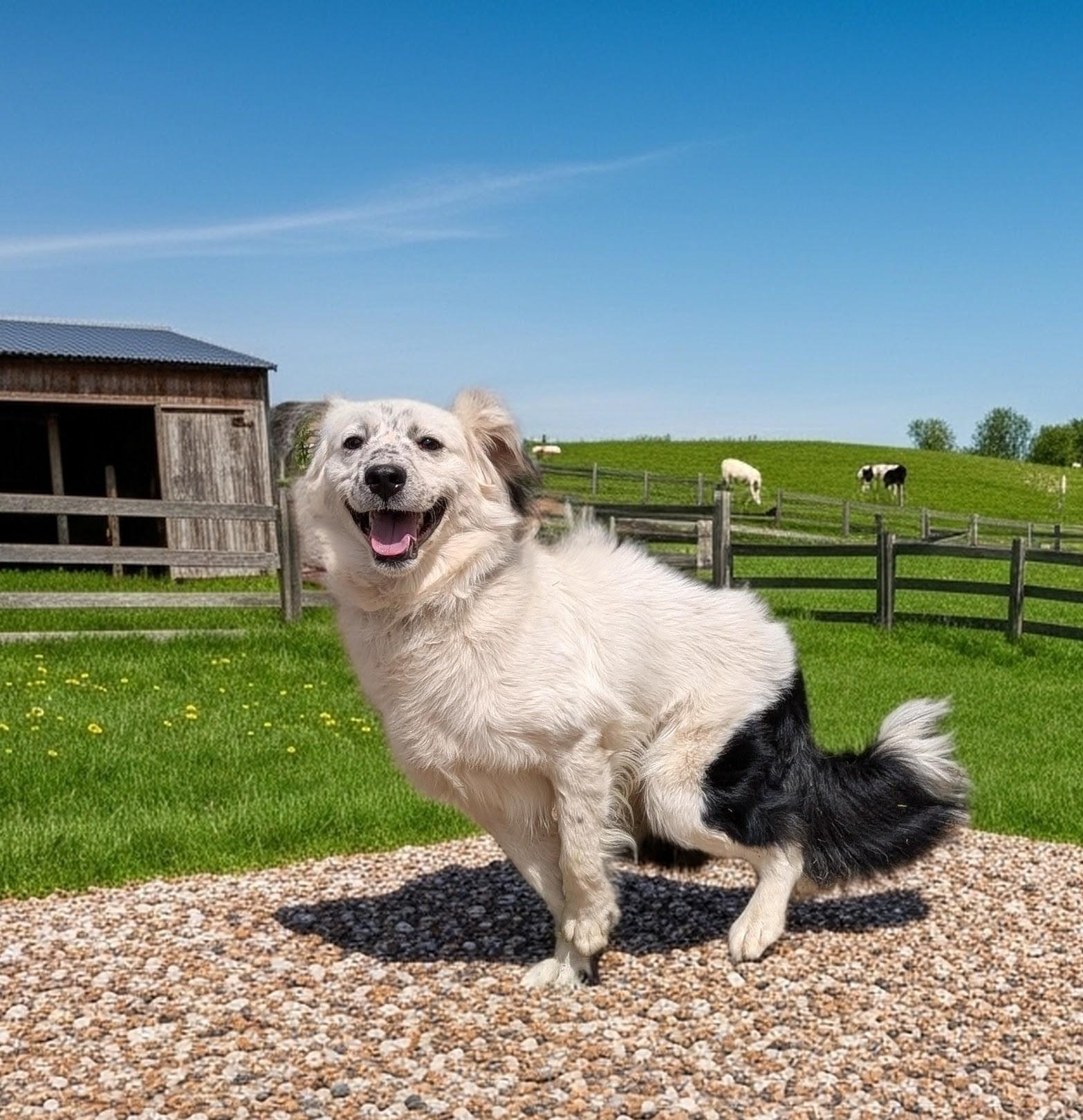 Jasper, adopted, Young Male Australian Shepherd & Brittany Spaniel.