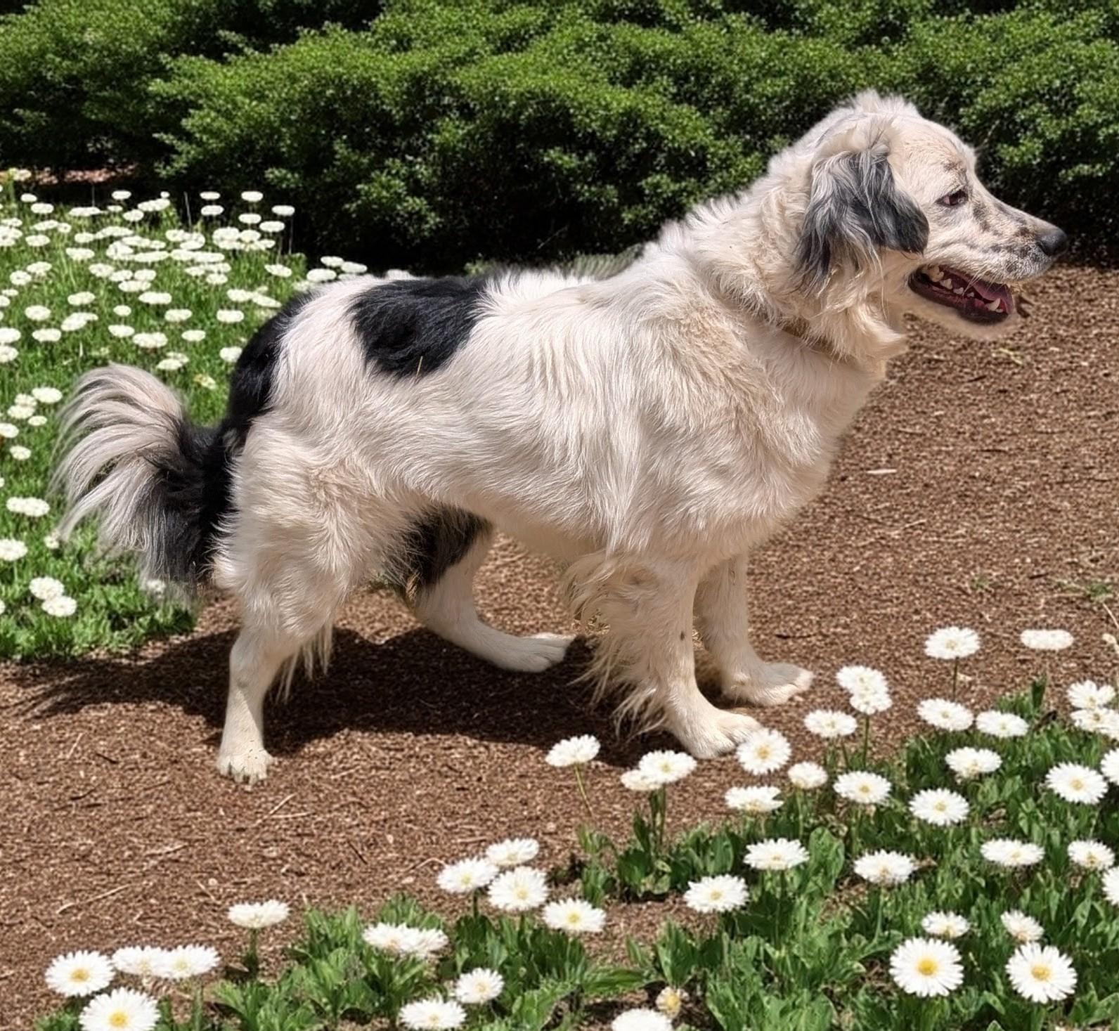 Jasper, an adopted mixed breed in COEUR D ALENE, ID image 3/3