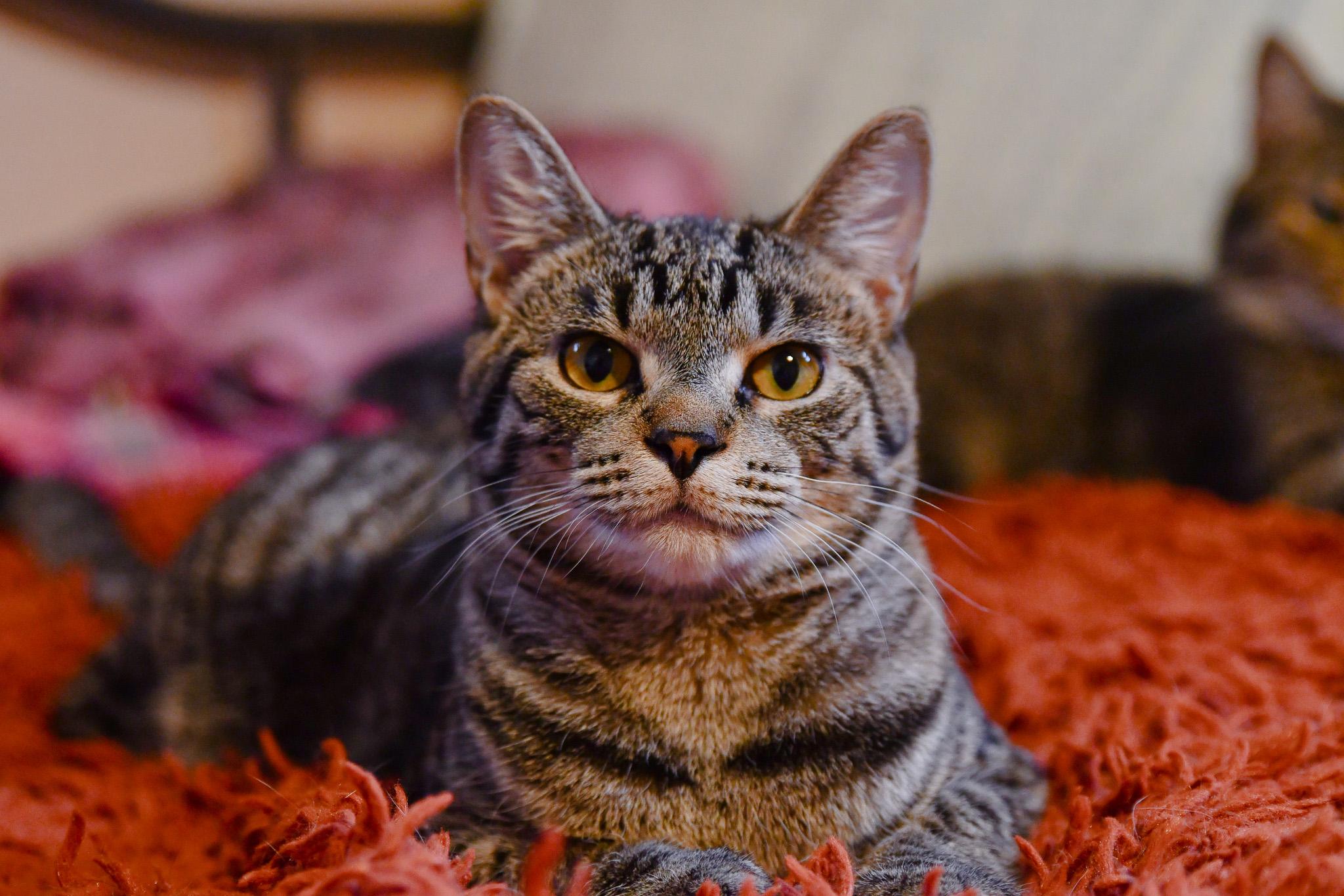 Enlarge Cherry, a Adoptable Domestic Short Hair in Hermitage, PA image 1/5