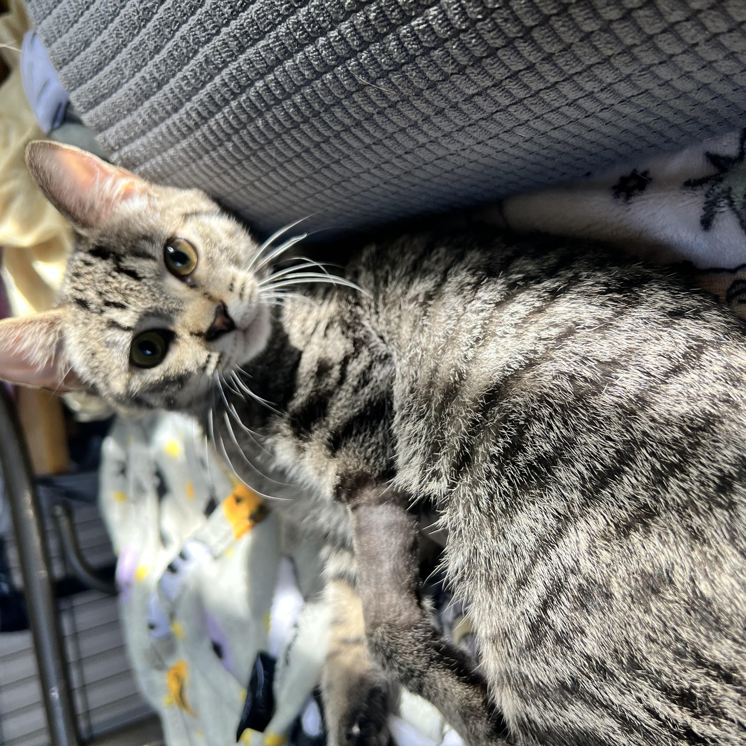 Enlarge Cherry, a Adoptable Domestic Short Hair in Hermitage, PA image 4/5