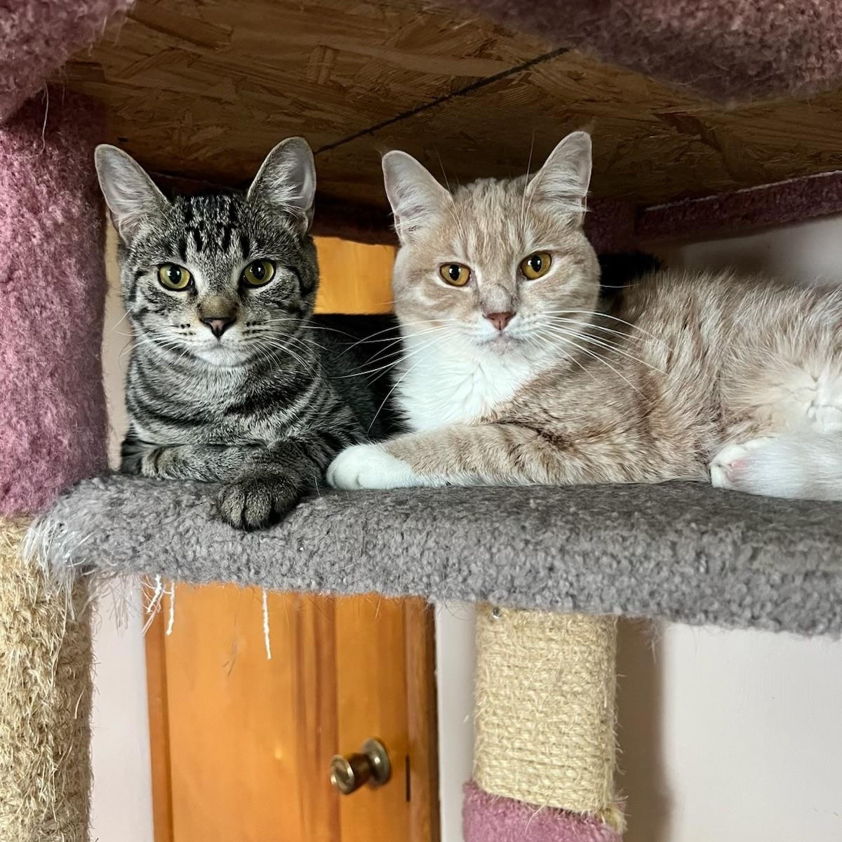 Cherry, Adoptable, Young Female Domestic Short Hair.