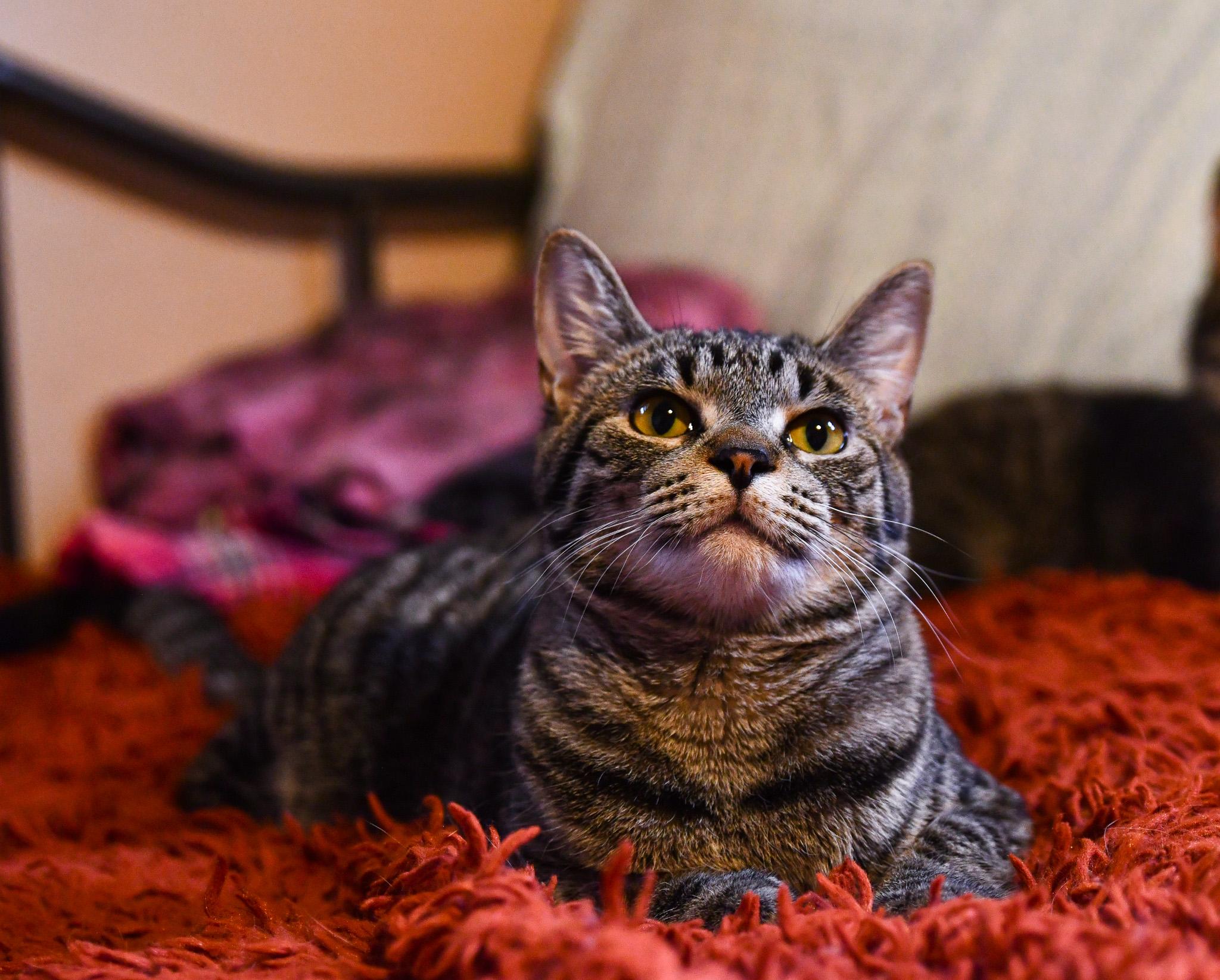 Enlarge Cherry, a Adoptable Domestic Short Hair in Hermitage, PA image 2/5