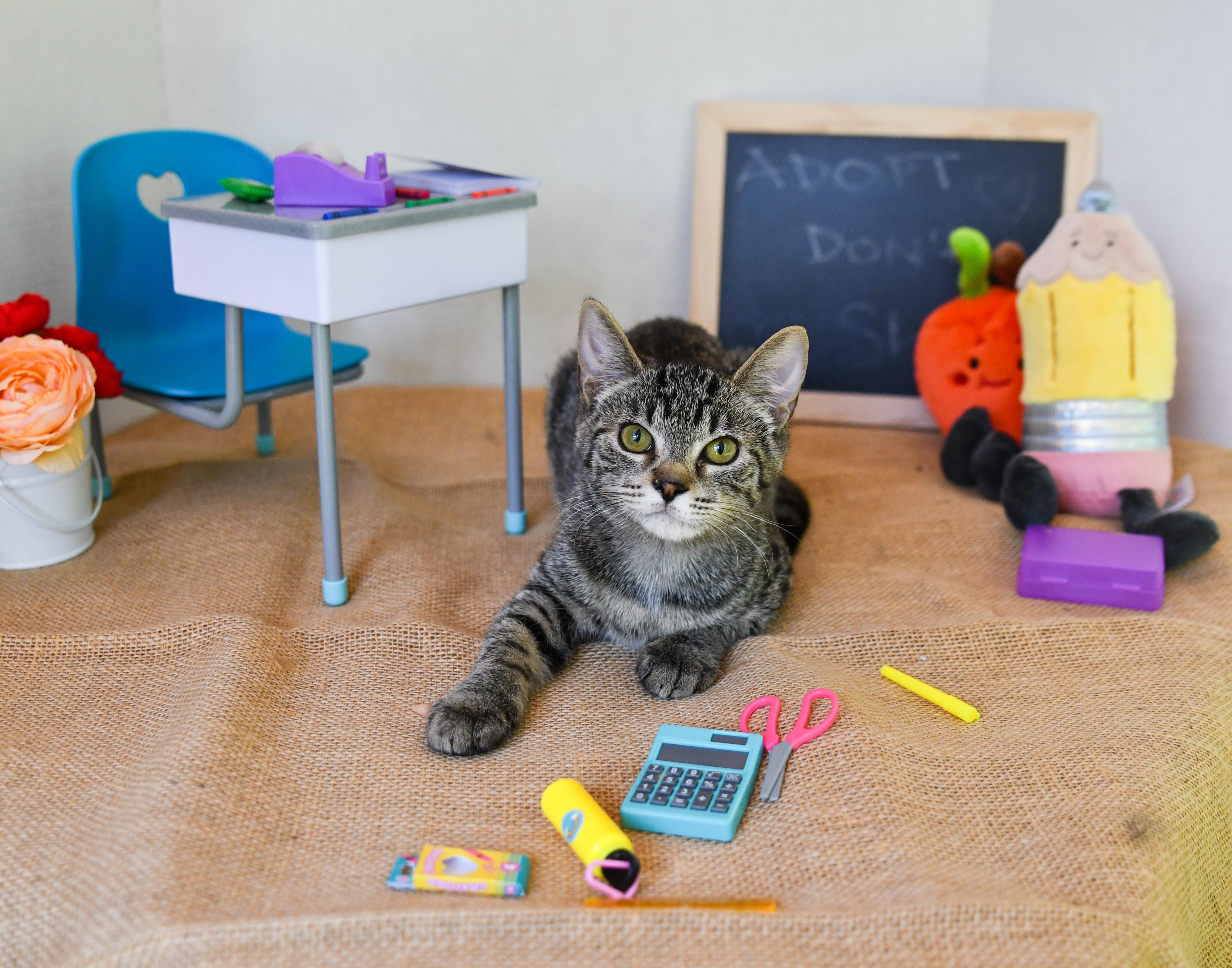Enlarge Cherry, a Adoptable Domestic Short Hair in Hermitage, PA image 3/5