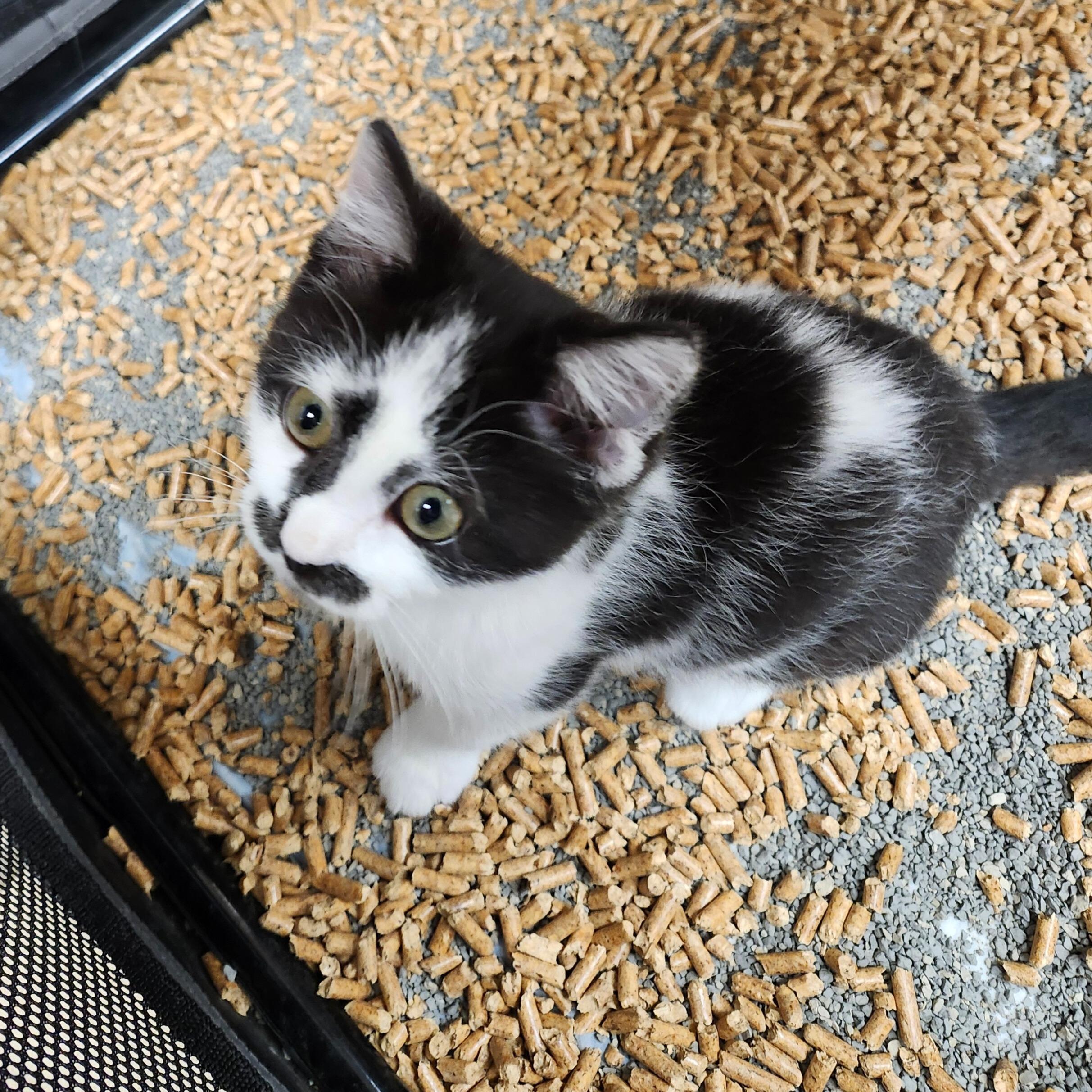 Enlarge Dill, an adoptable Domestic Short Hair in Renfrew, PA image 1/5