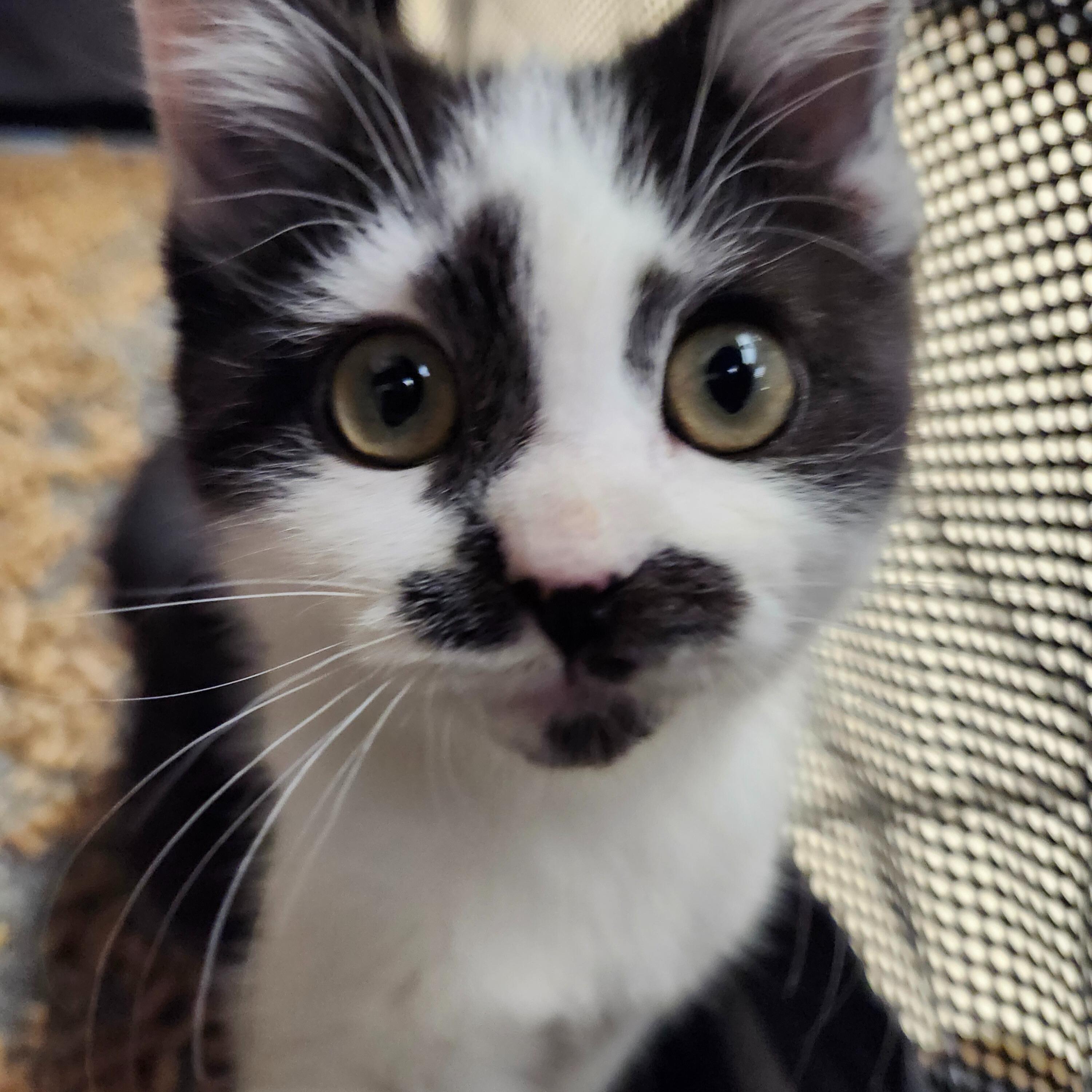 Enlarge Dill, an adoptable Domestic Short Hair in Renfrew, PA image 2/5