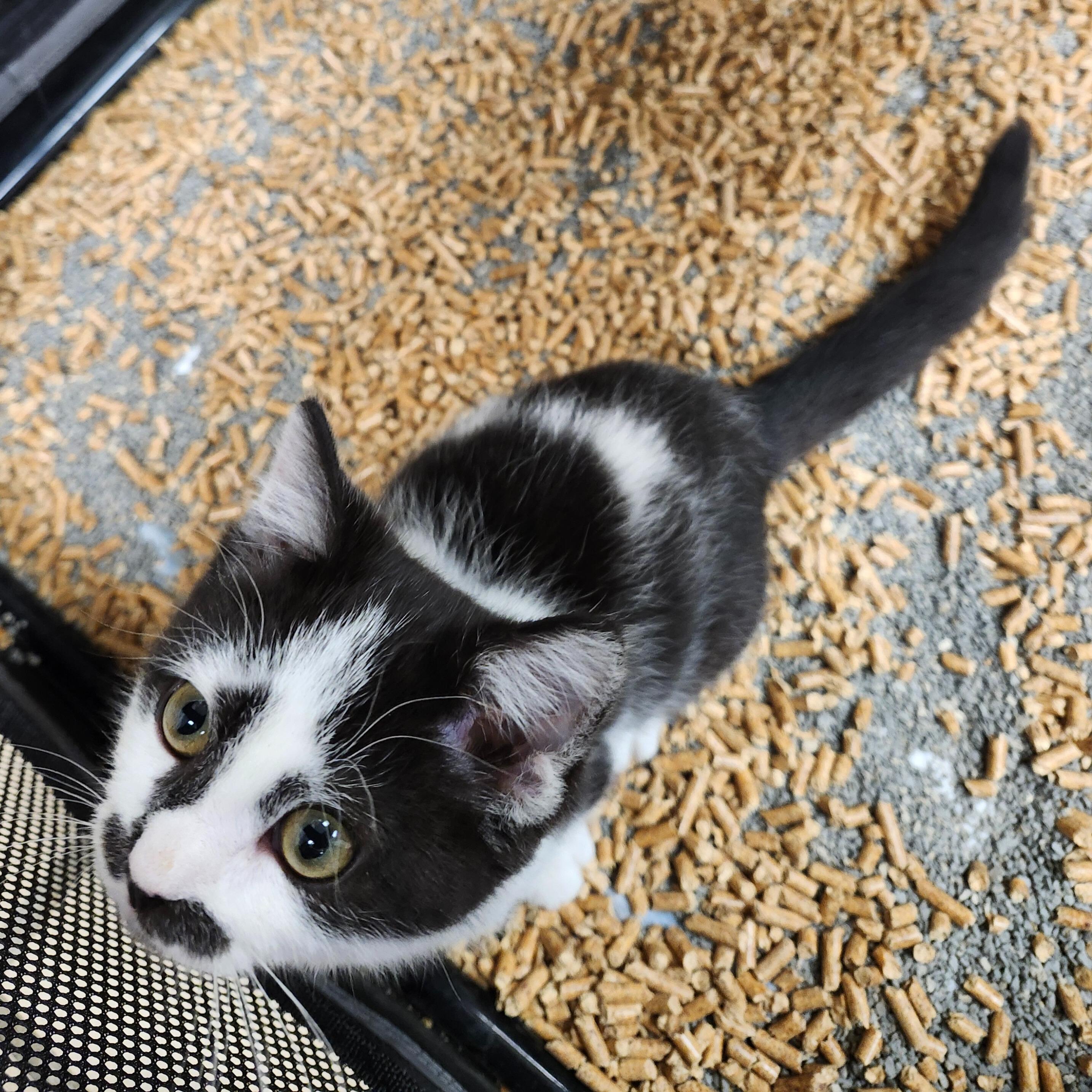 Enlarge Dill, an adoptable Domestic Short Hair in Renfrew, PA image 3/5