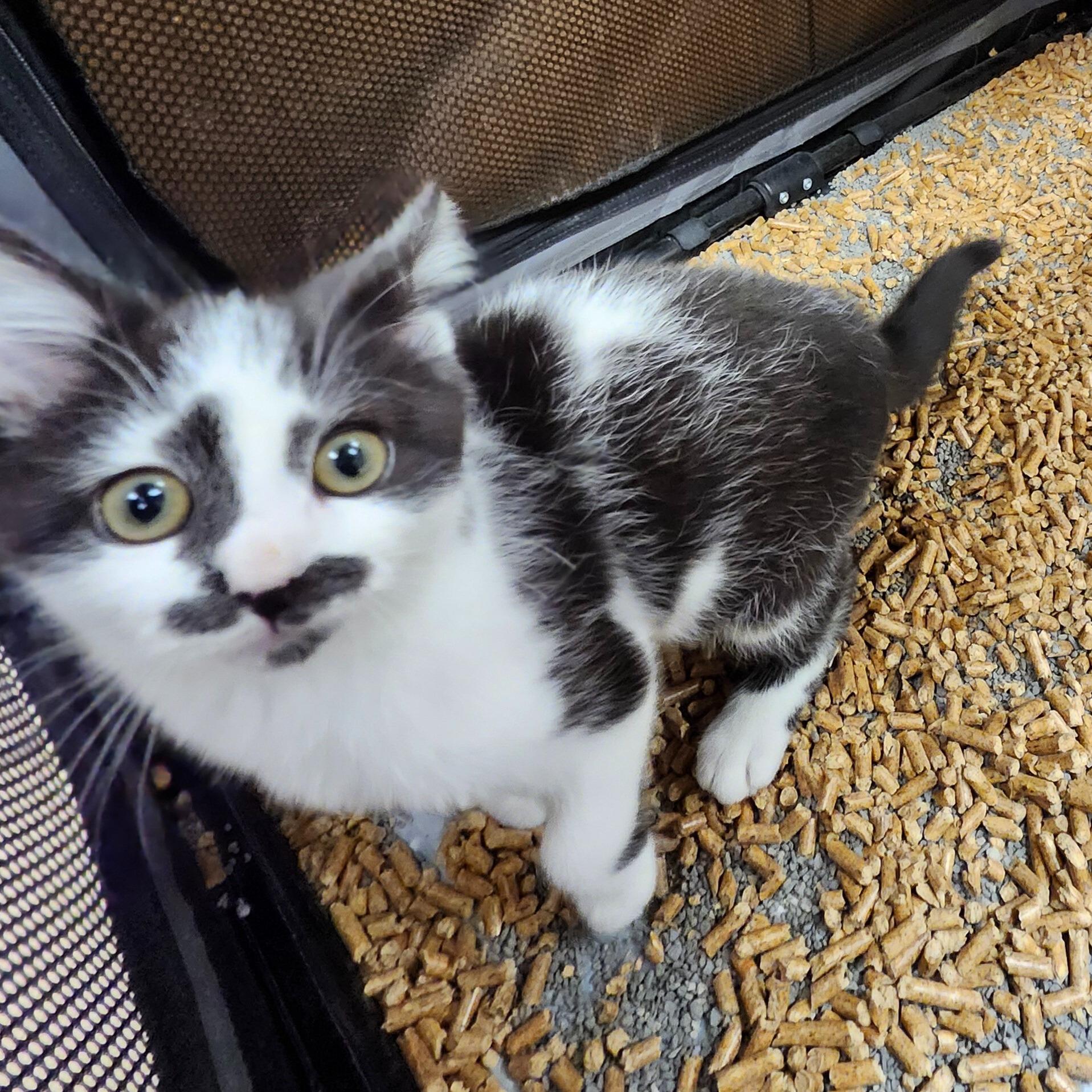 Enlarge Dill, an adoptable Domestic Short Hair in Renfrew, PA image 4/5