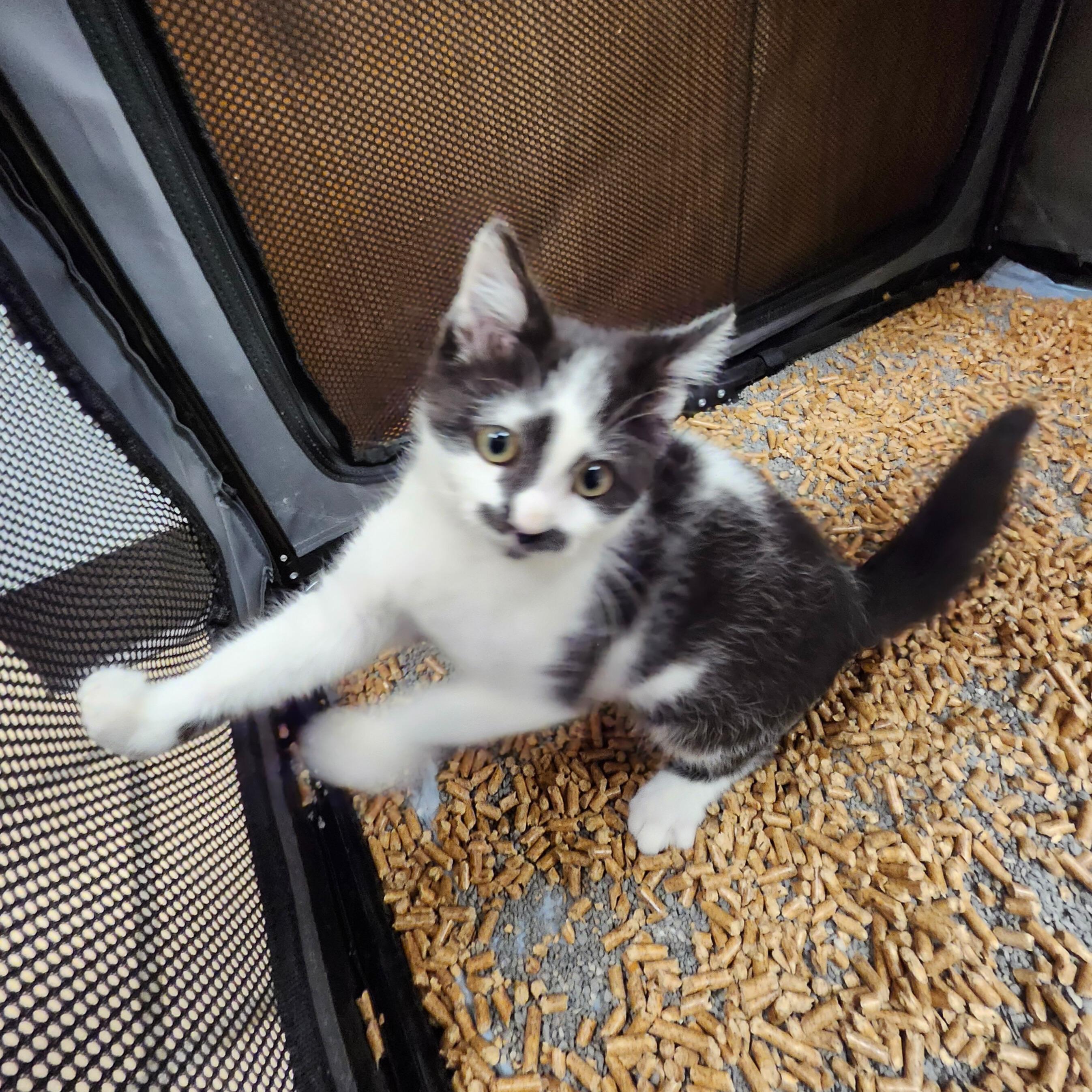 Enlarge Dill, an adoptable Domestic Short Hair in Renfrew, PA image 5/5