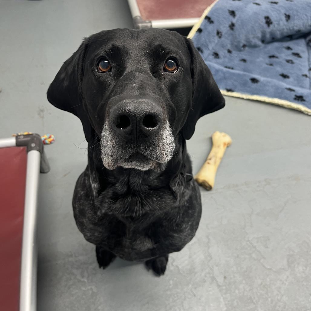 Enlarge Doug, a ADOPTABLE Coonhound in Crookston, MN image 3/5