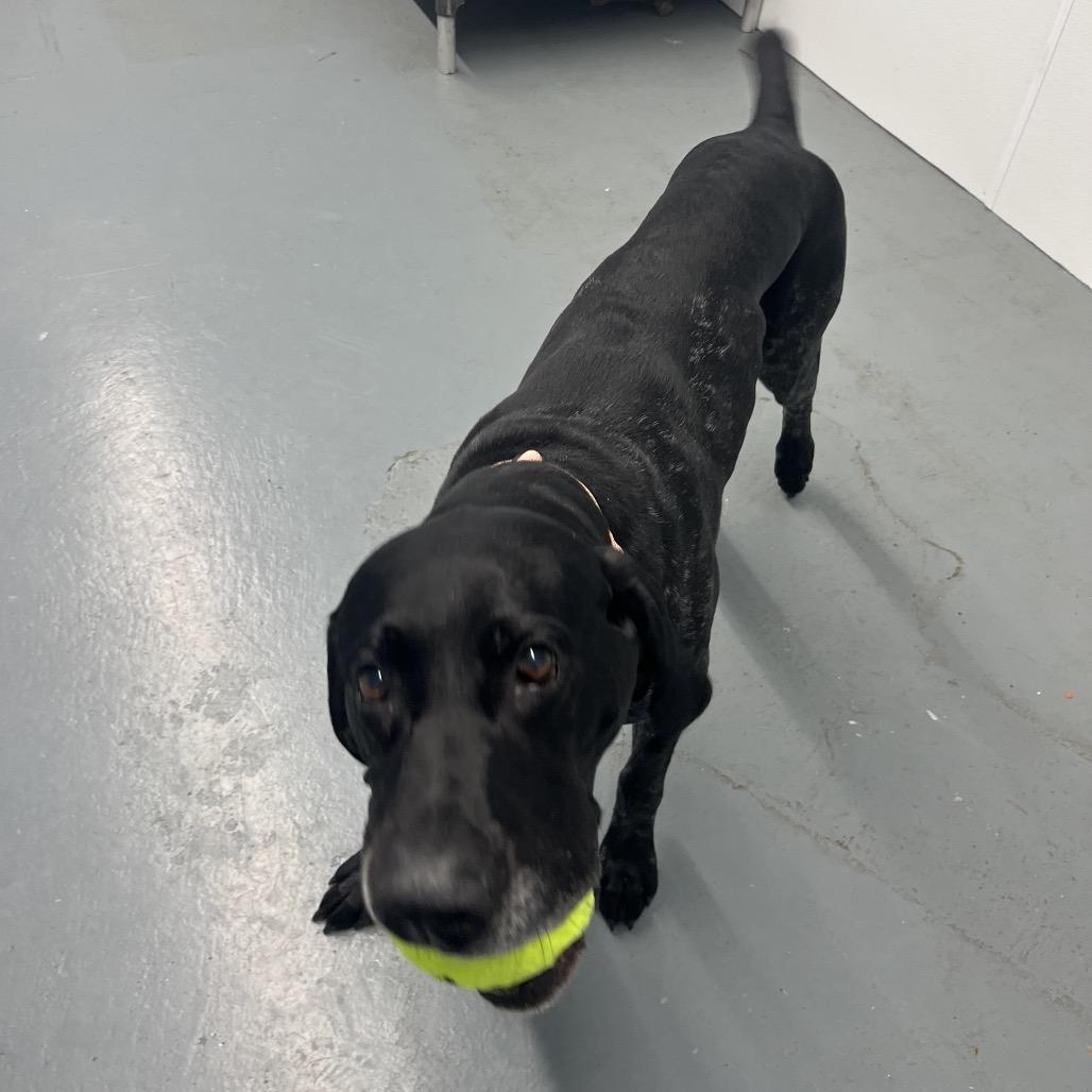 Doug, ADOPTABLE, Adult Male Coonhound.