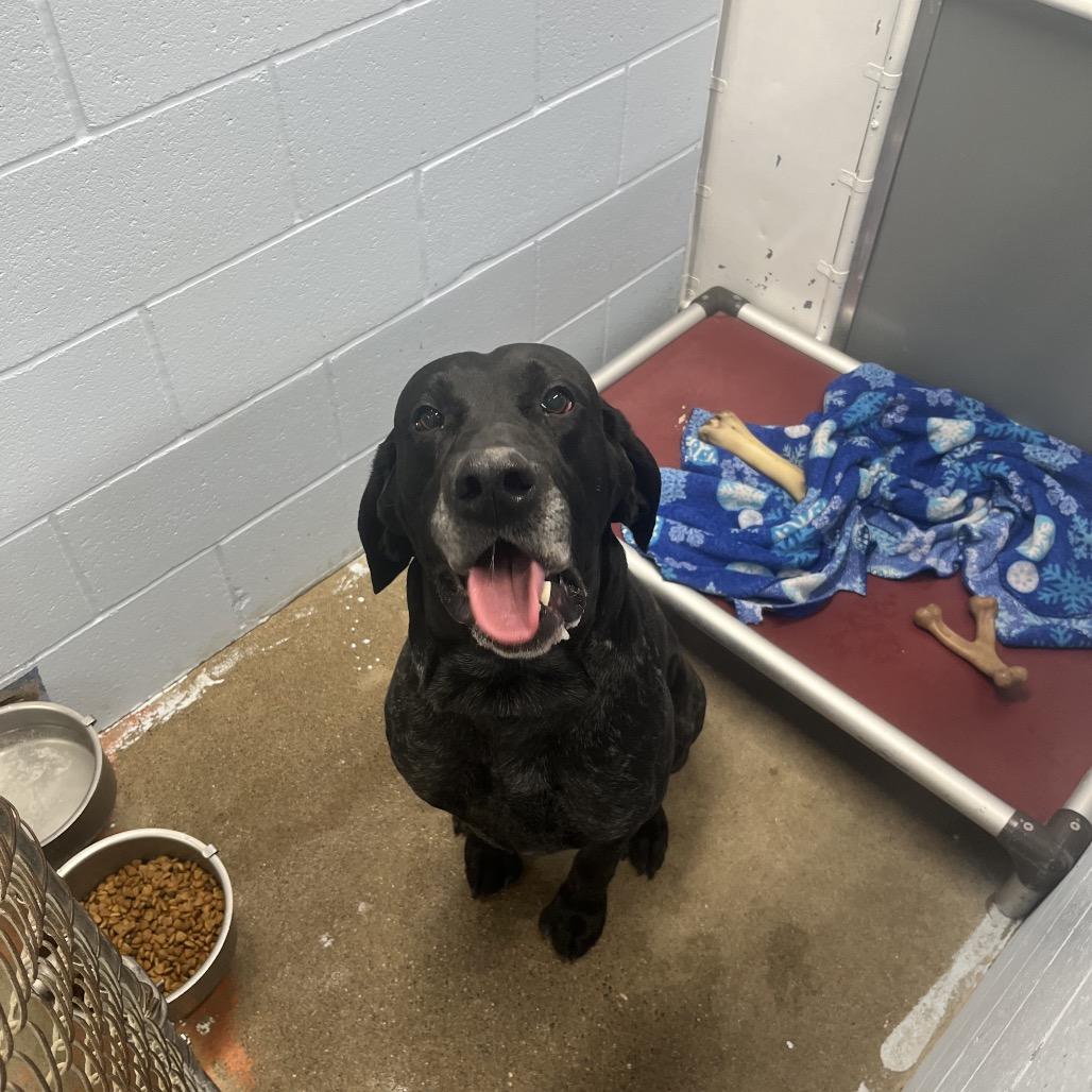 Enlarge Doug, a ADOPTABLE Coonhound in Crookston, MN image 5/5