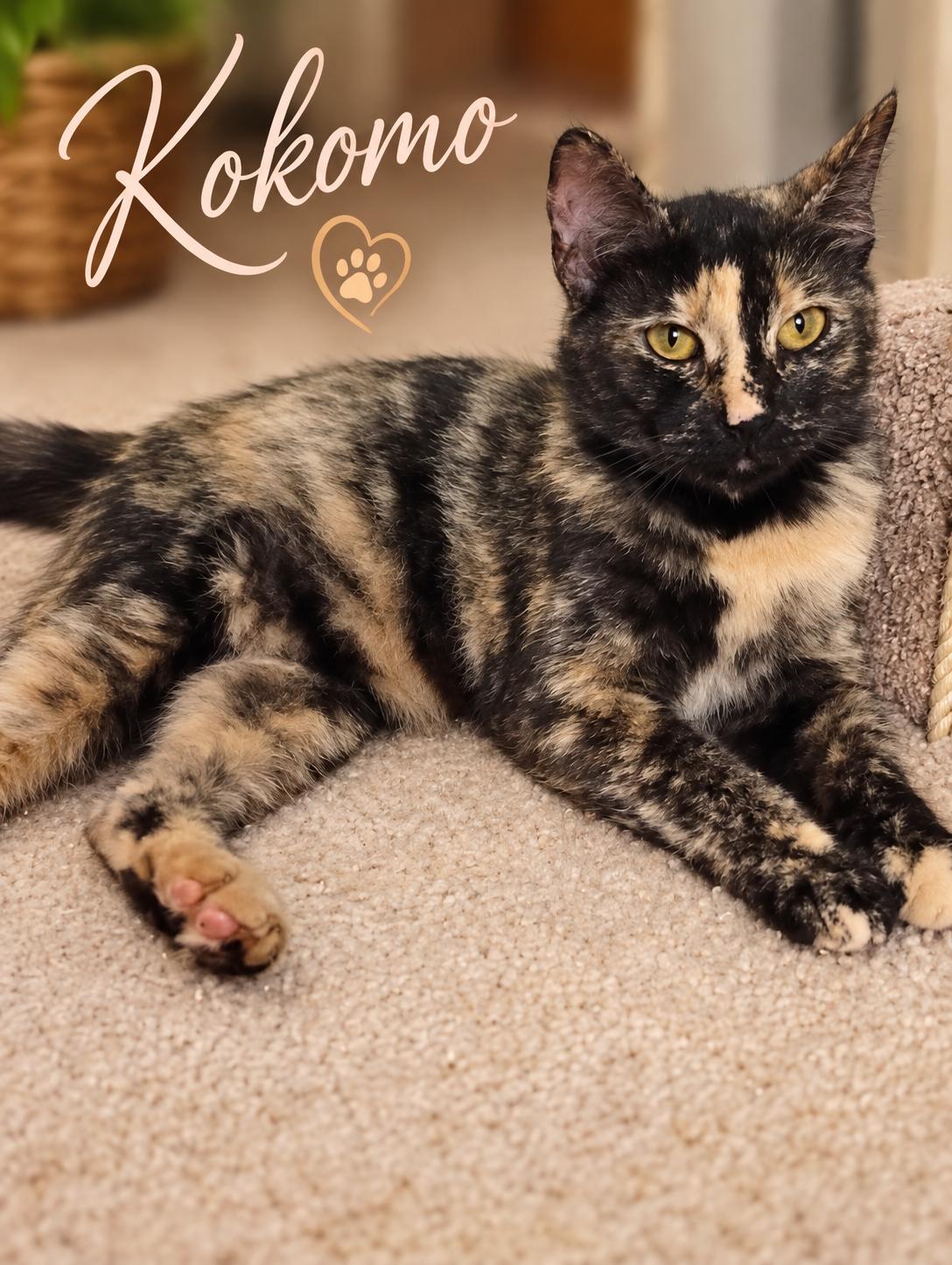 Enlarge Kokomo-Beach Ready and Looking for a Buddy, a Adoptable Tortoiseshell in Laurel, MD image 1/5