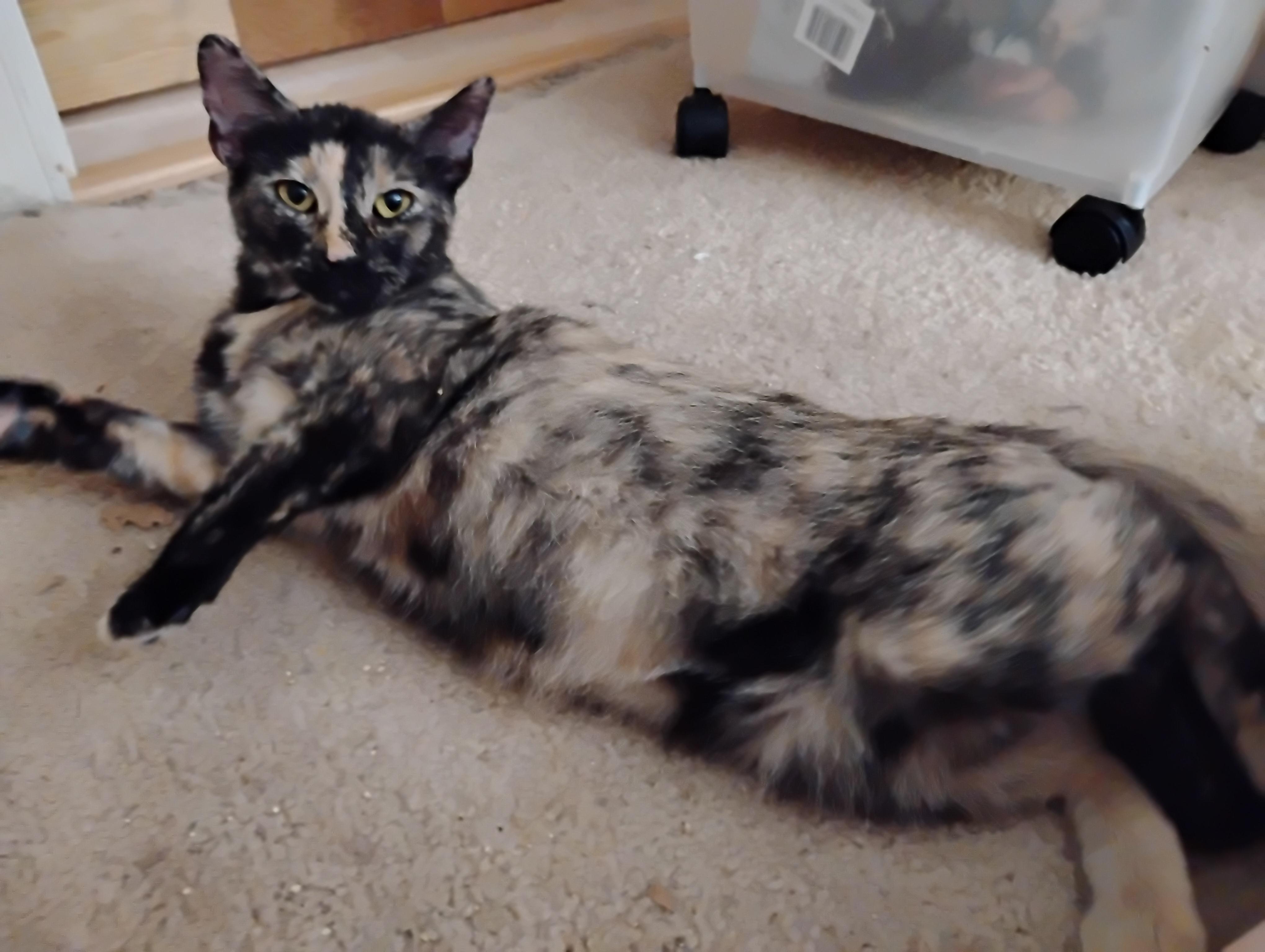 Enlarge Kokomo-Beach Ready and Looking for a Buddy, a Adoptable Tortoiseshell in Laurel, MD image 2/5