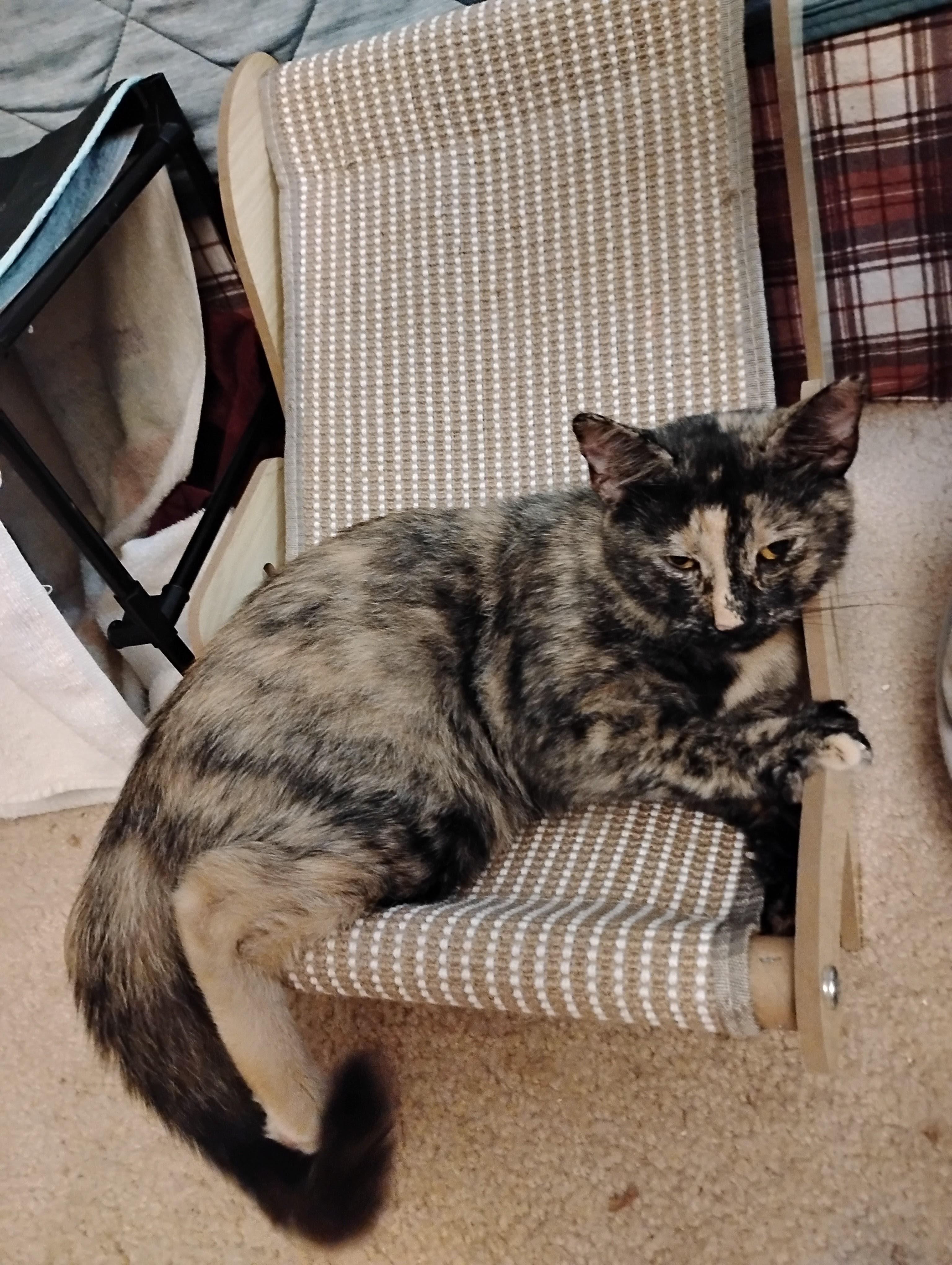 Enlarge Kokomo-Beach Ready and Looking for a Buddy, a Adoptable Tortoiseshell in Laurel, MD image 3/5