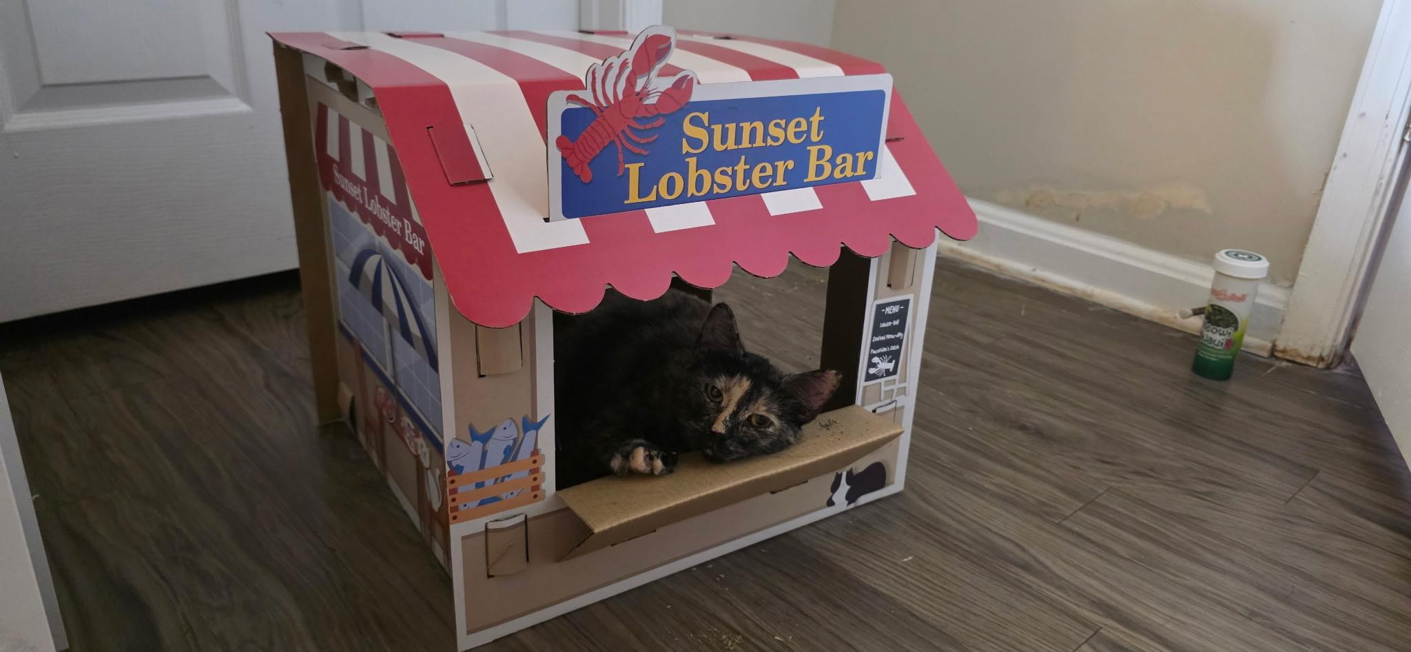 Enlarge Kokomo-Beach Ready and Looking for a Buddy, a Adoptable Tortoiseshell in Laurel, MD image 4/5