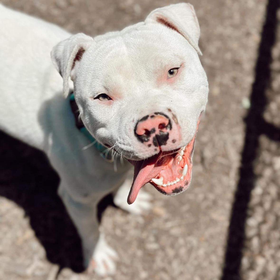 Enlarge Dumpling , a ADOPTABLE Pit Bull Terrier in Hayward, CA image 4/6