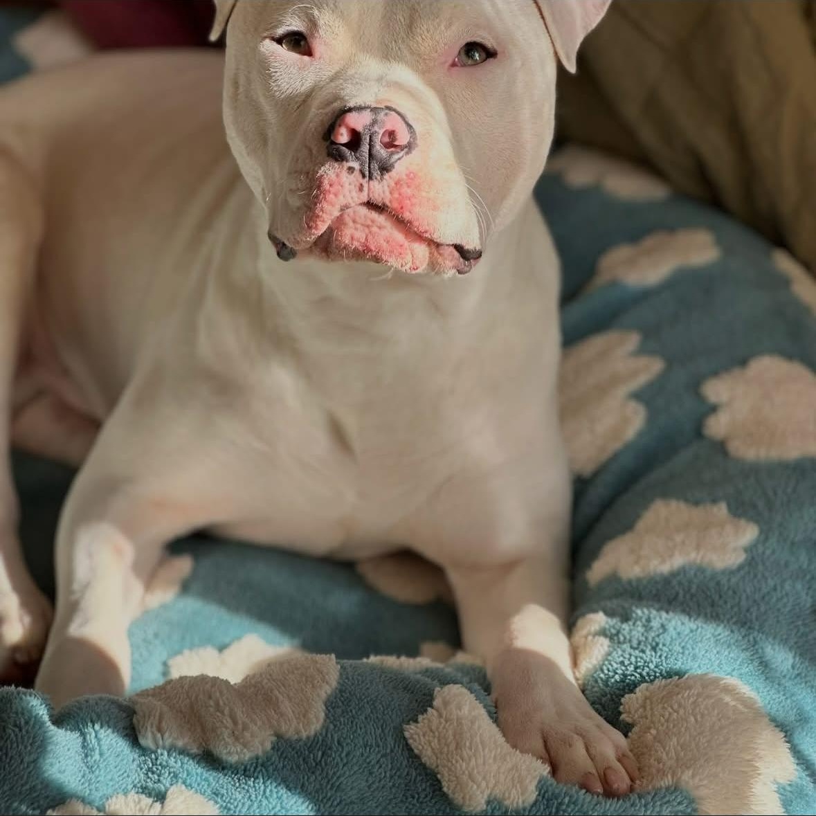 Enlarge Dumpling , a ADOPTABLE Pit Bull Terrier in Hayward, CA image 6/6