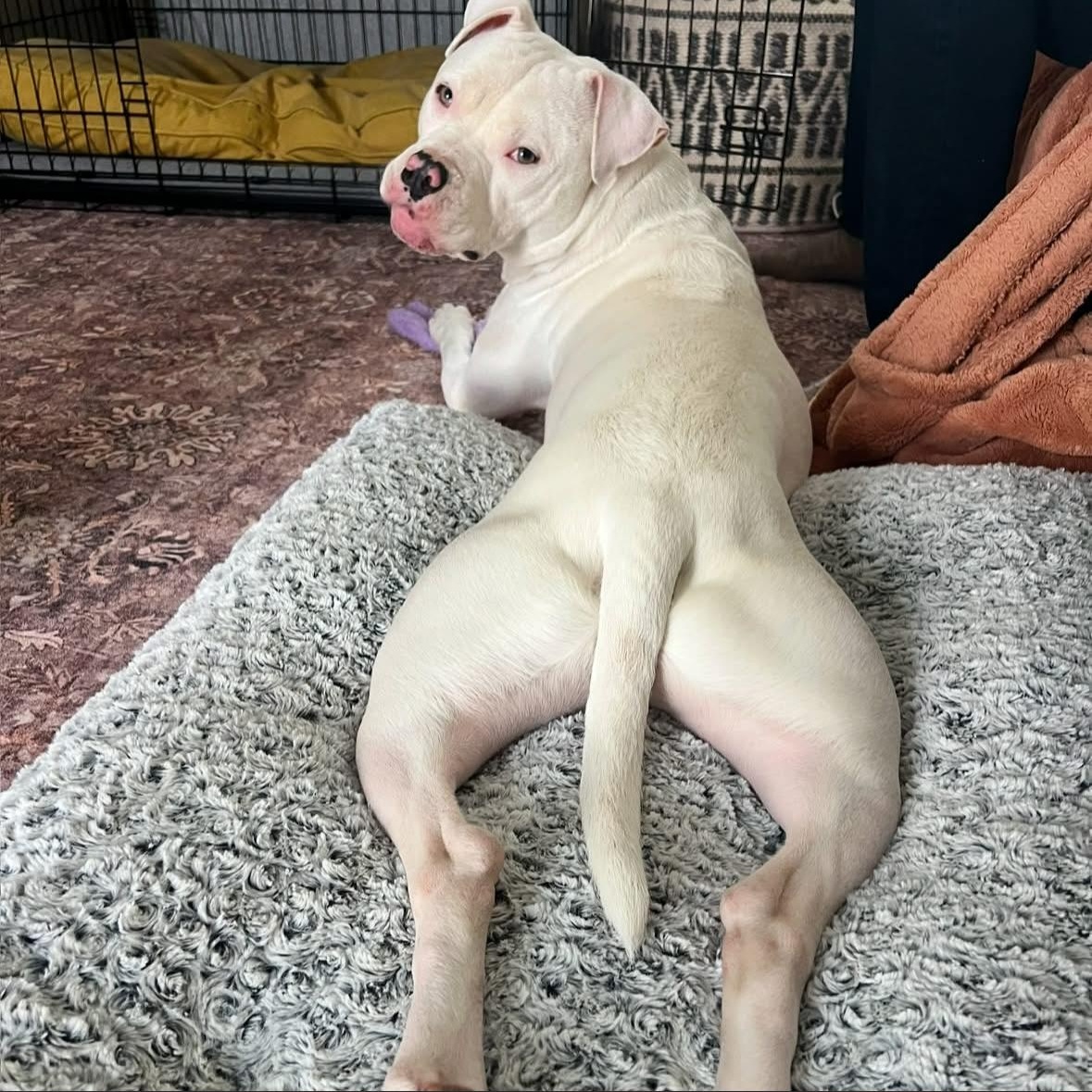 Enlarge Dumpling , a ADOPTABLE Pit Bull Terrier in Hayward, CA image 3/6