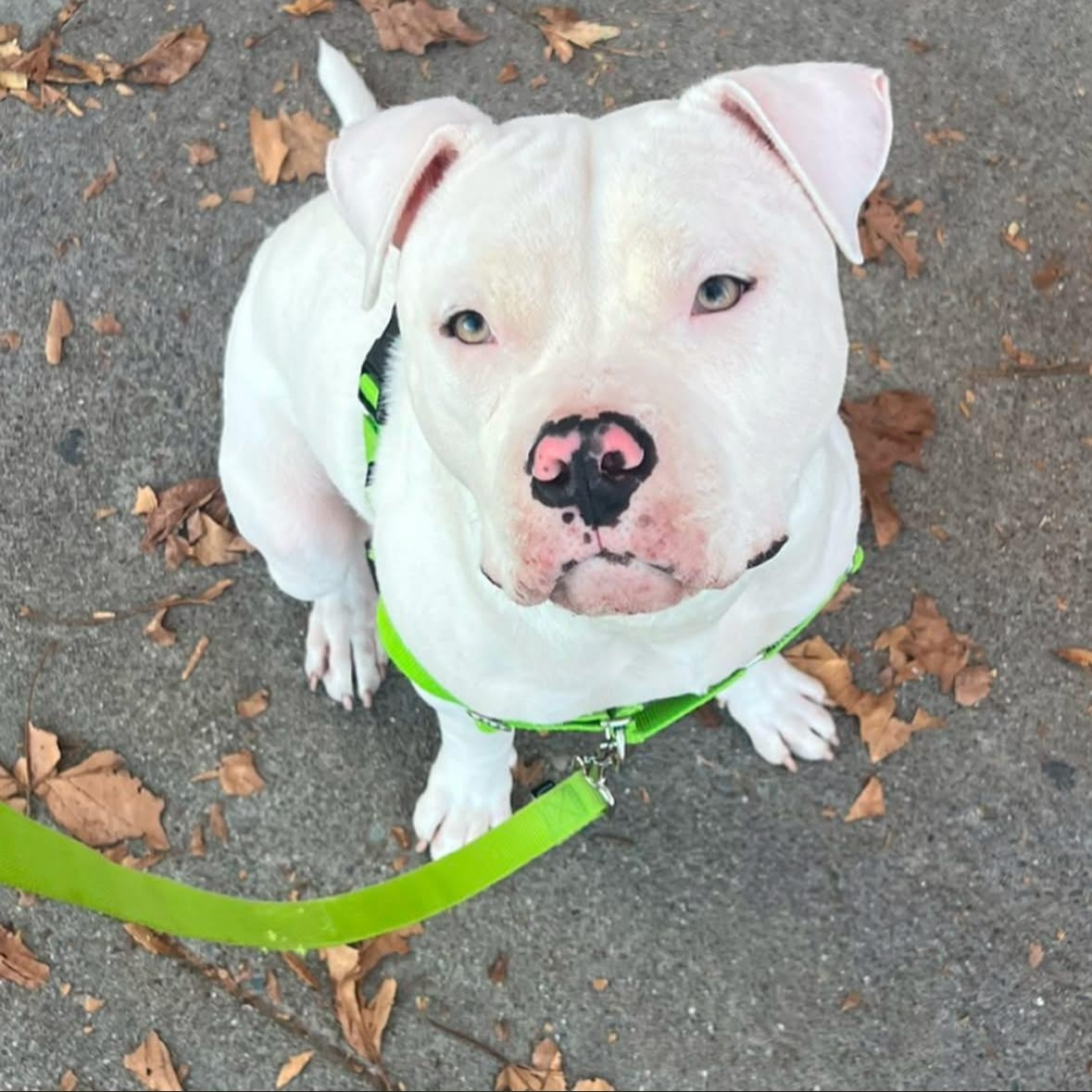 Enlarge Dumpling , a ADOPTABLE Pit Bull Terrier in Hayward, CA image 1/6