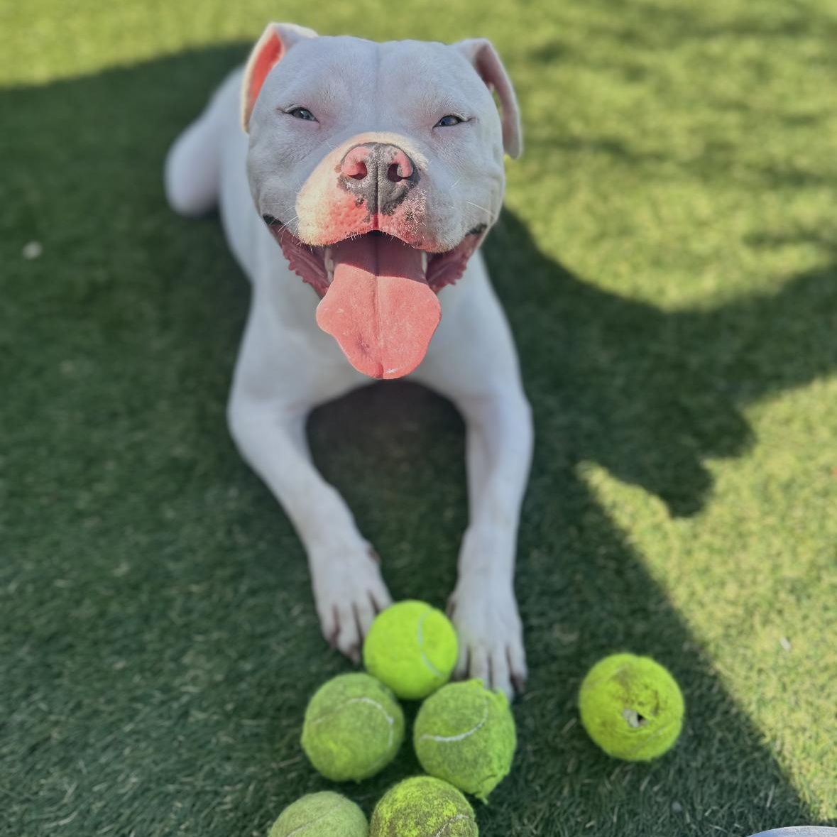 Enlarge Dumpling , a ADOPTABLE Pit Bull Terrier in Hayward, CA image 2/6