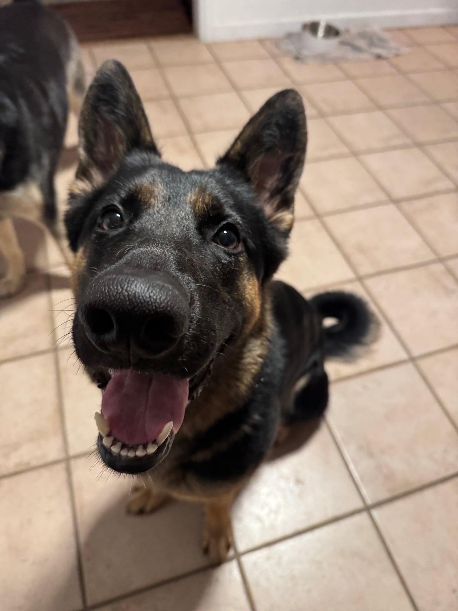 Akalia, ADOPTABLE, Adult Female German Shepherd Dog.