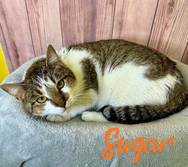Enlarge Sugar, a ADOPTABLE Domestic Short Hair in Comfort, TX image 1/1