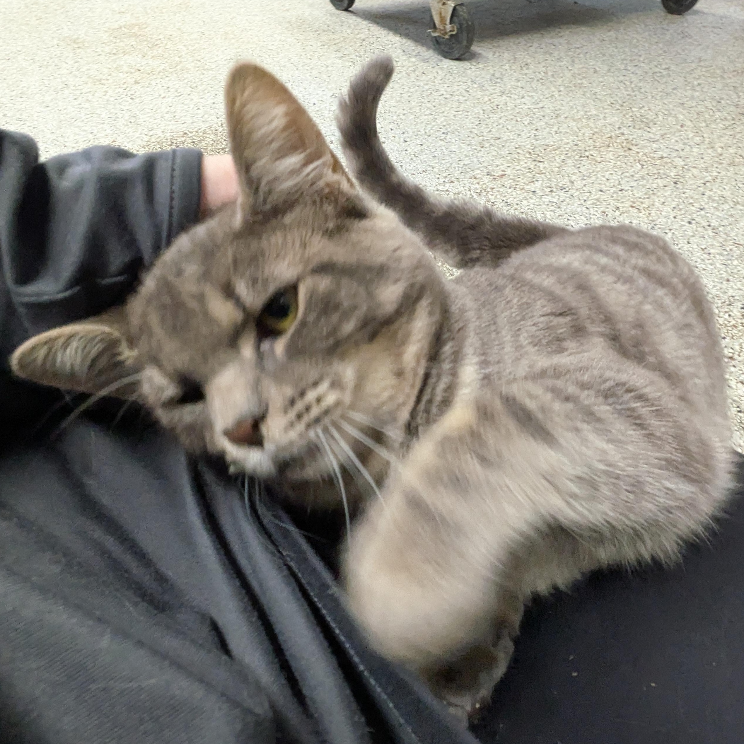 Enlarge Princess Puff, a Adoptable mixed breed in Mount Pleasant, MI image 2/3